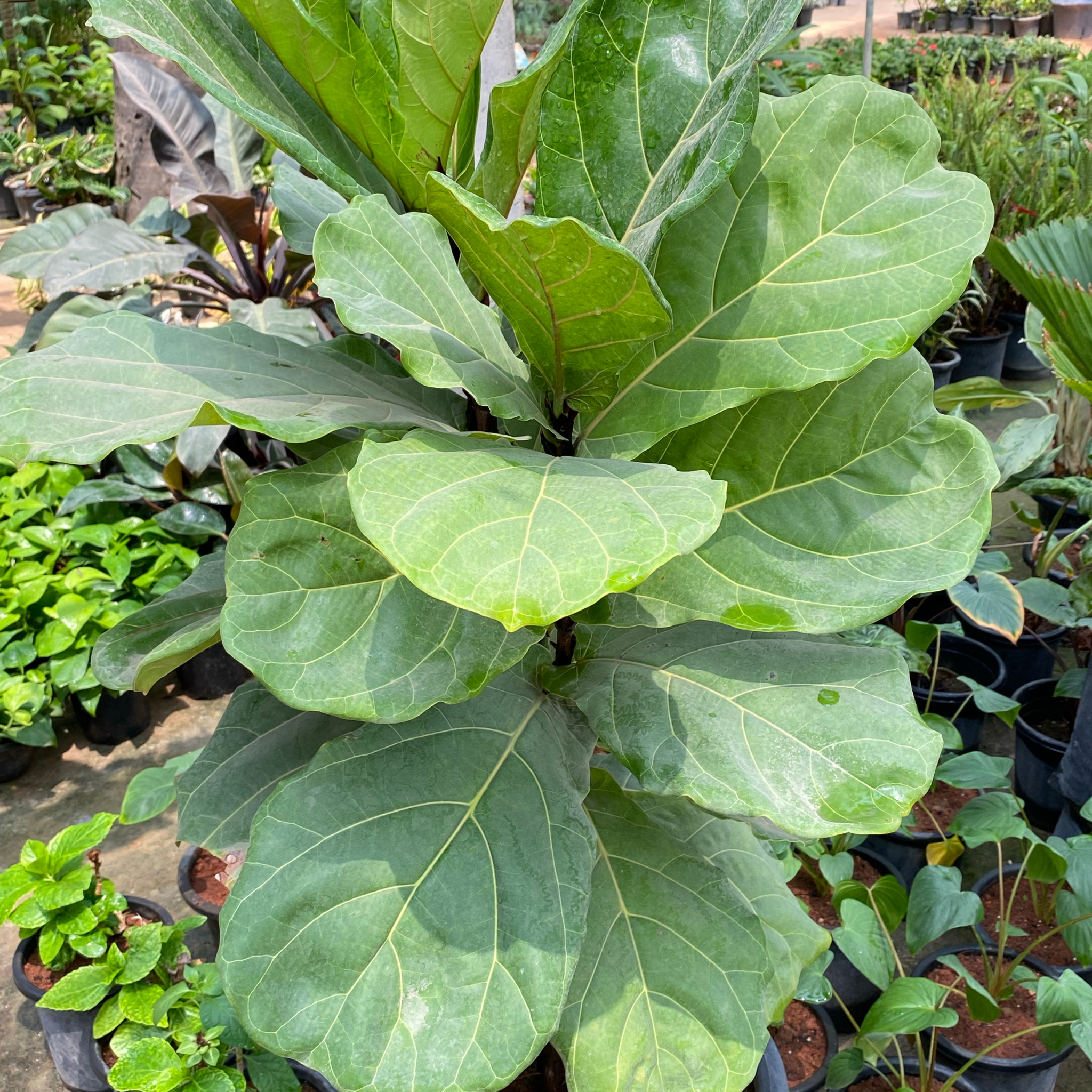 Fiddle Leaf Fig - Ficus lyrata