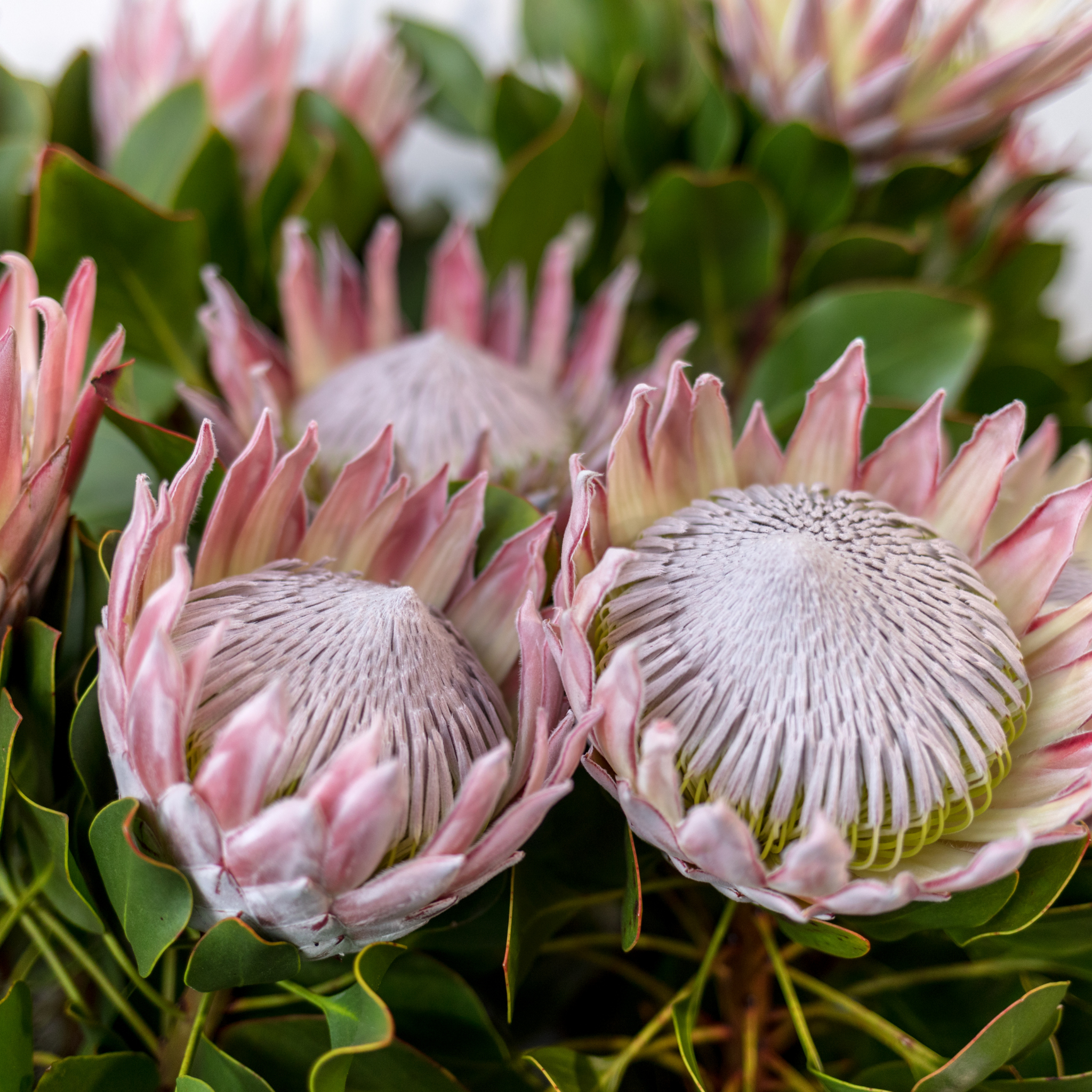 King Pink King Protea - Protea cynaroides King Pink