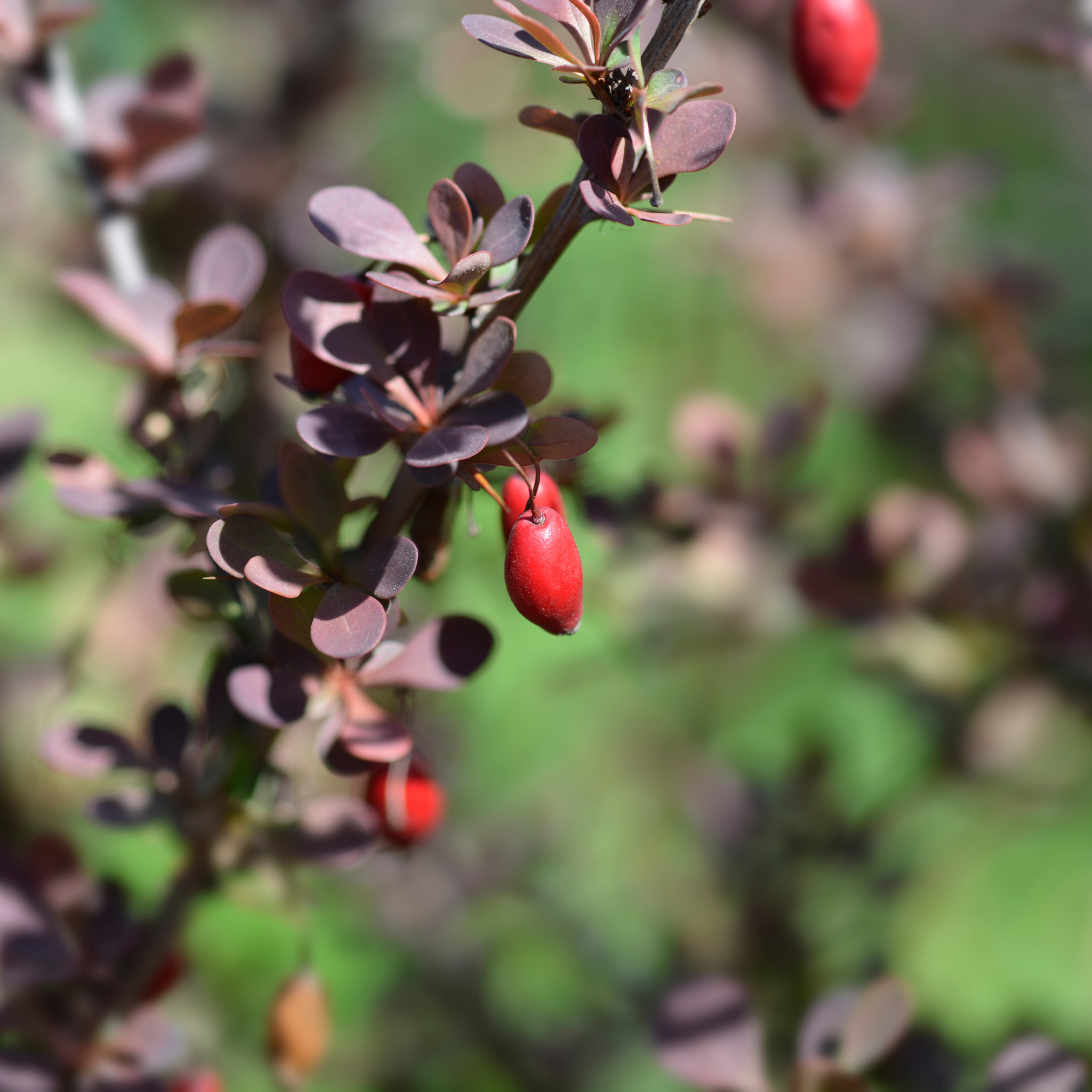 Purple Japanese Barberry Rose Glow - Berberis thunbergii atropurpurea 'Rose Glow'