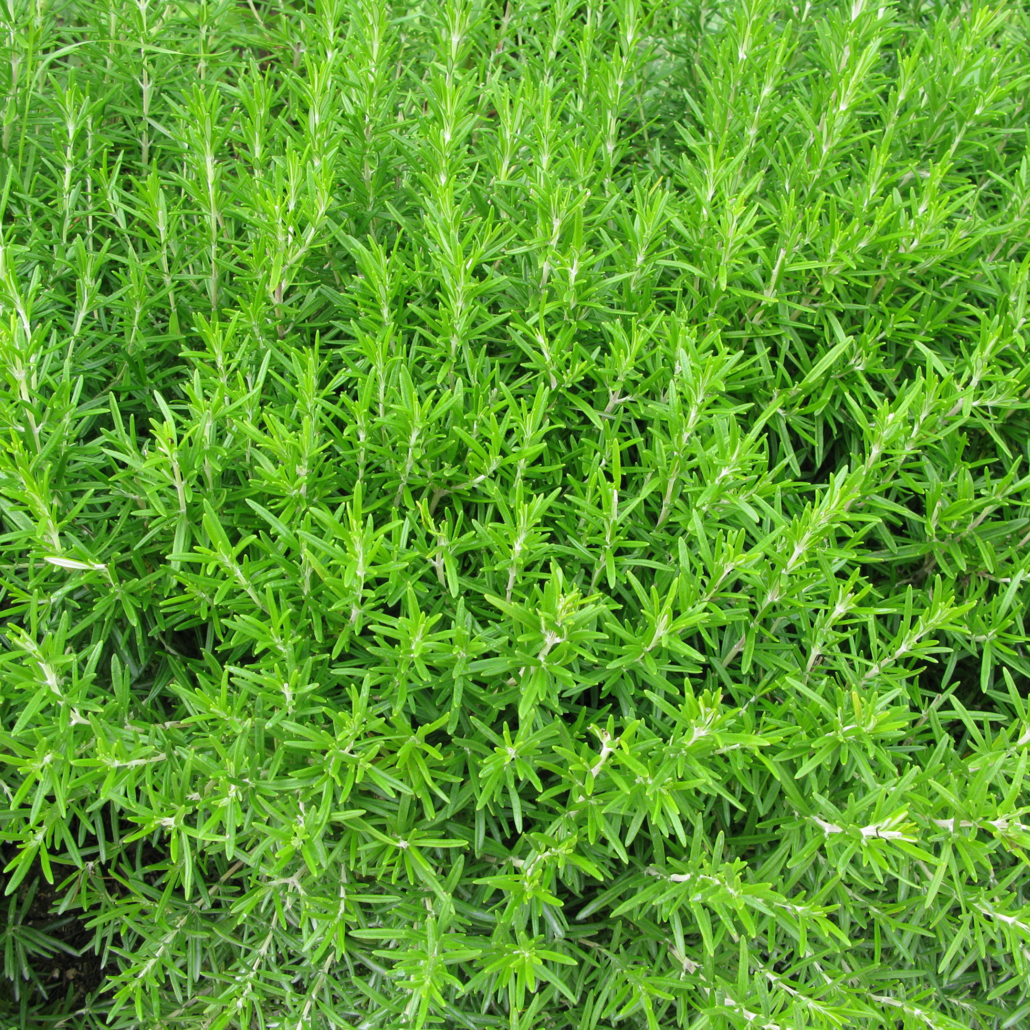 Rosemary - Rosmarinus officinalis