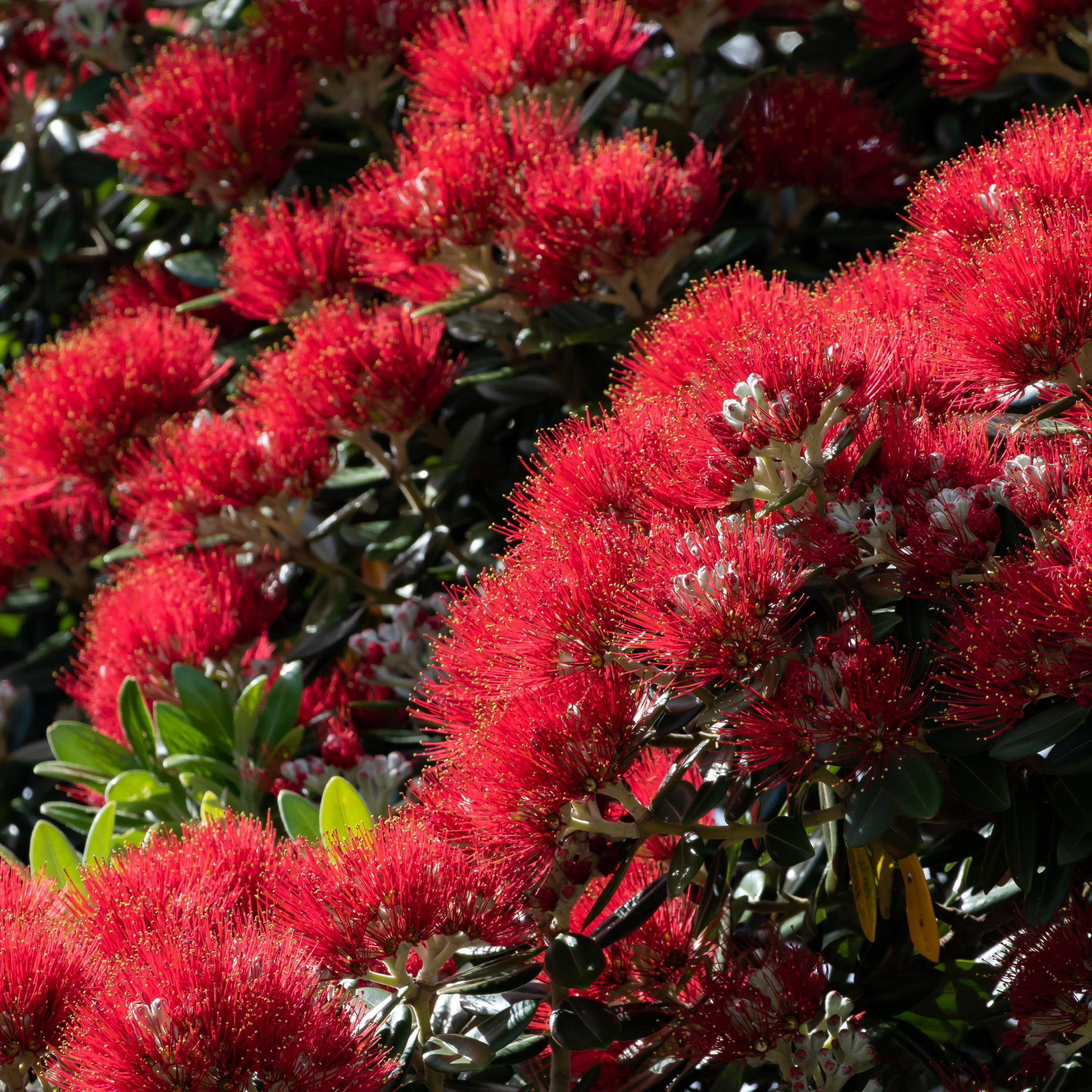 New Zealand Christmas Bush - Metrosideros collina Tahiti