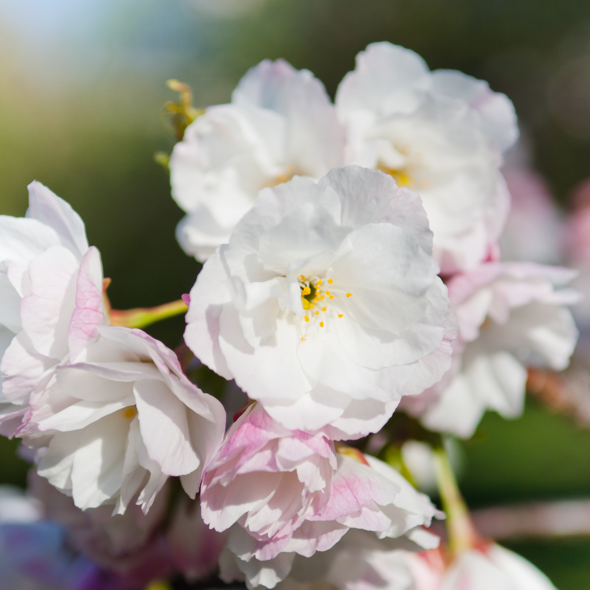 Weeping Japanese Flowering Cherry - Prunus serrulata 'Mt Fuji'