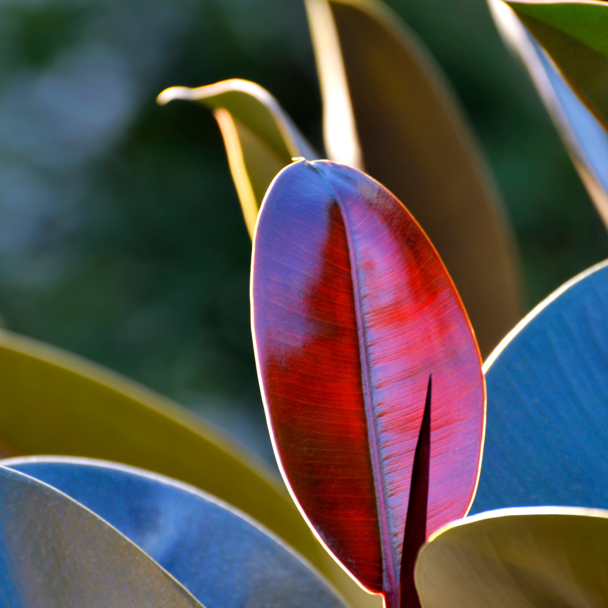 Burgundy Rubber Tree Plant - Ficus elastica Burgundy