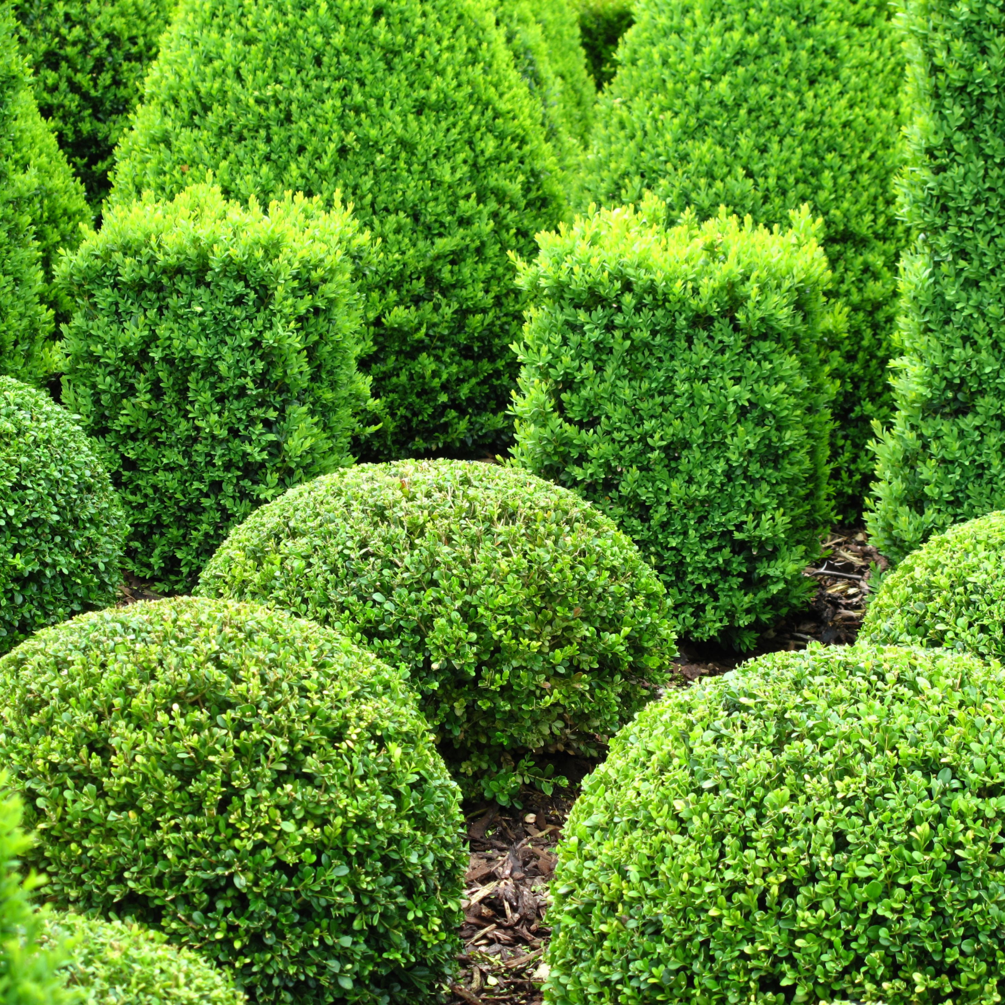 Neatly trimmed green shrubs in a garden setting