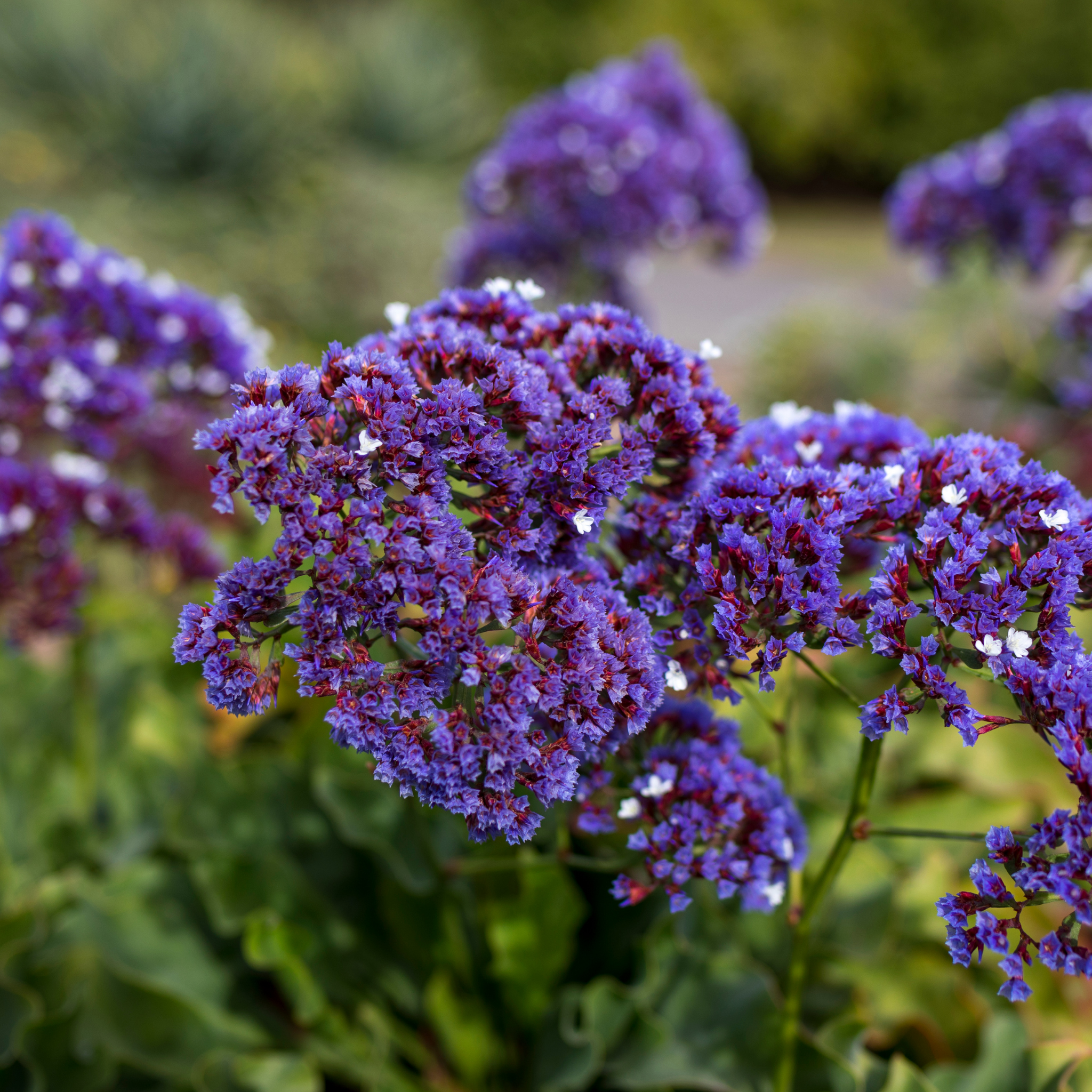 Sea Lavender - Limonium perezii