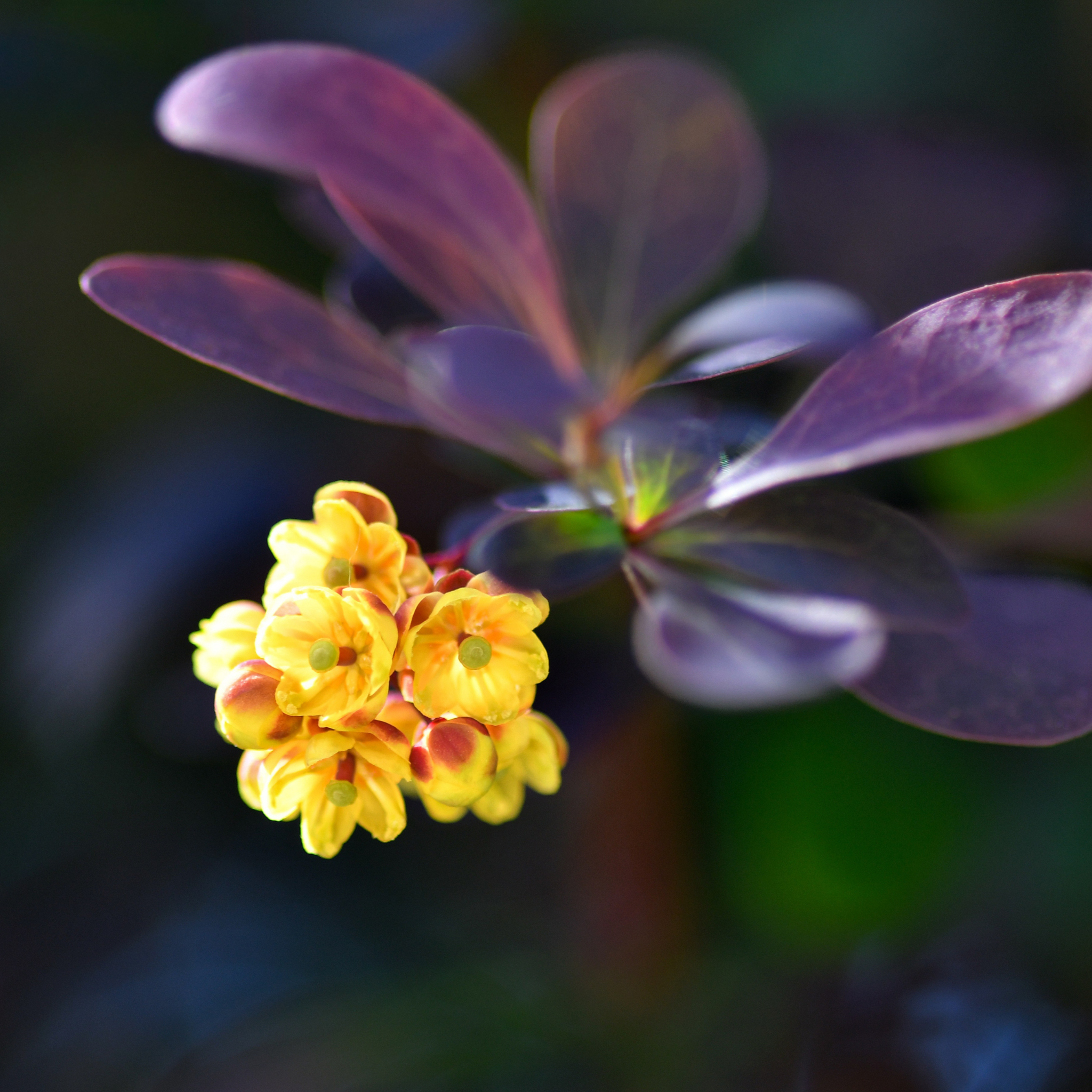 Purple Japanese Barberry - Berberis thunbergii atropurpurea