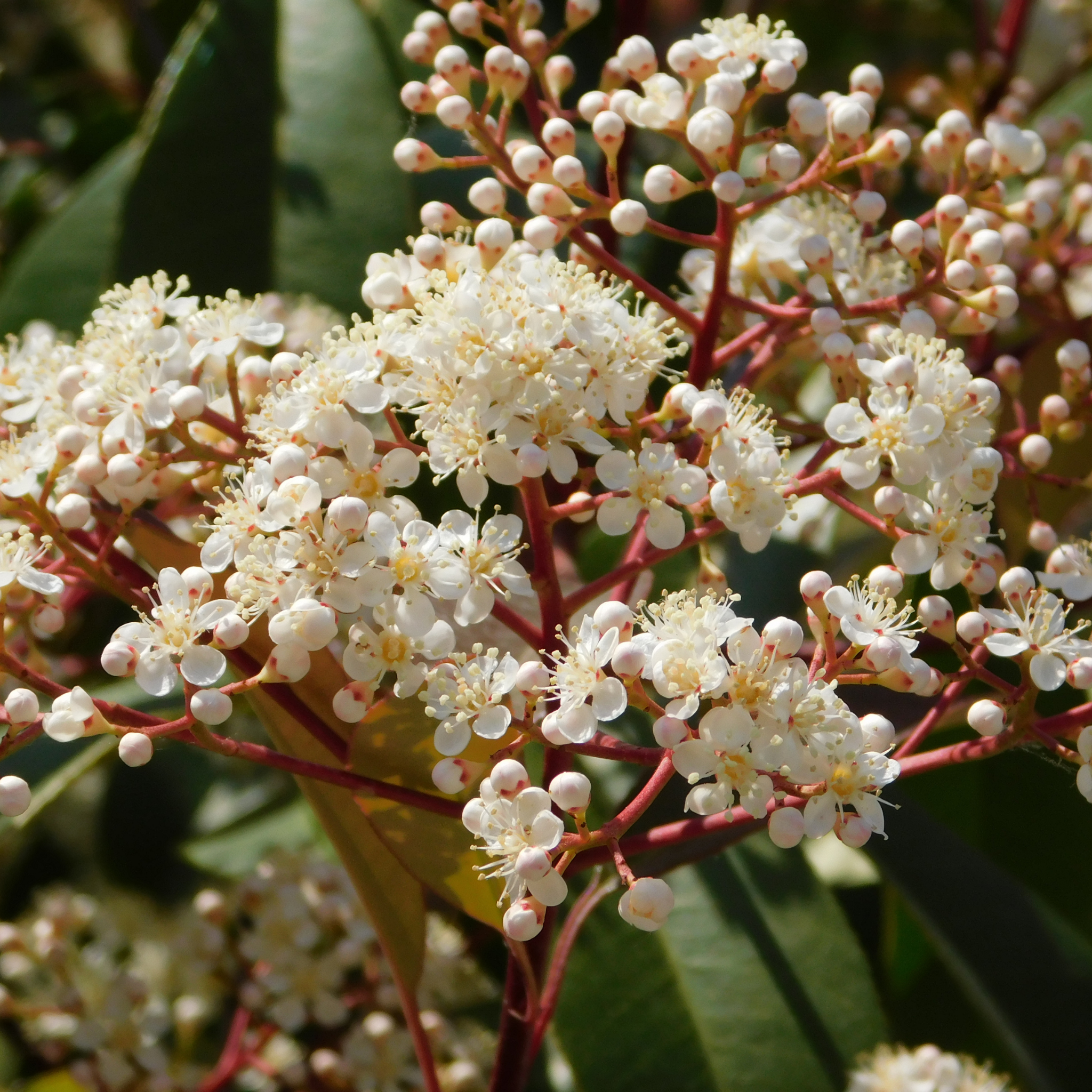 Close-up of white flowers with red stems against a blurred green background