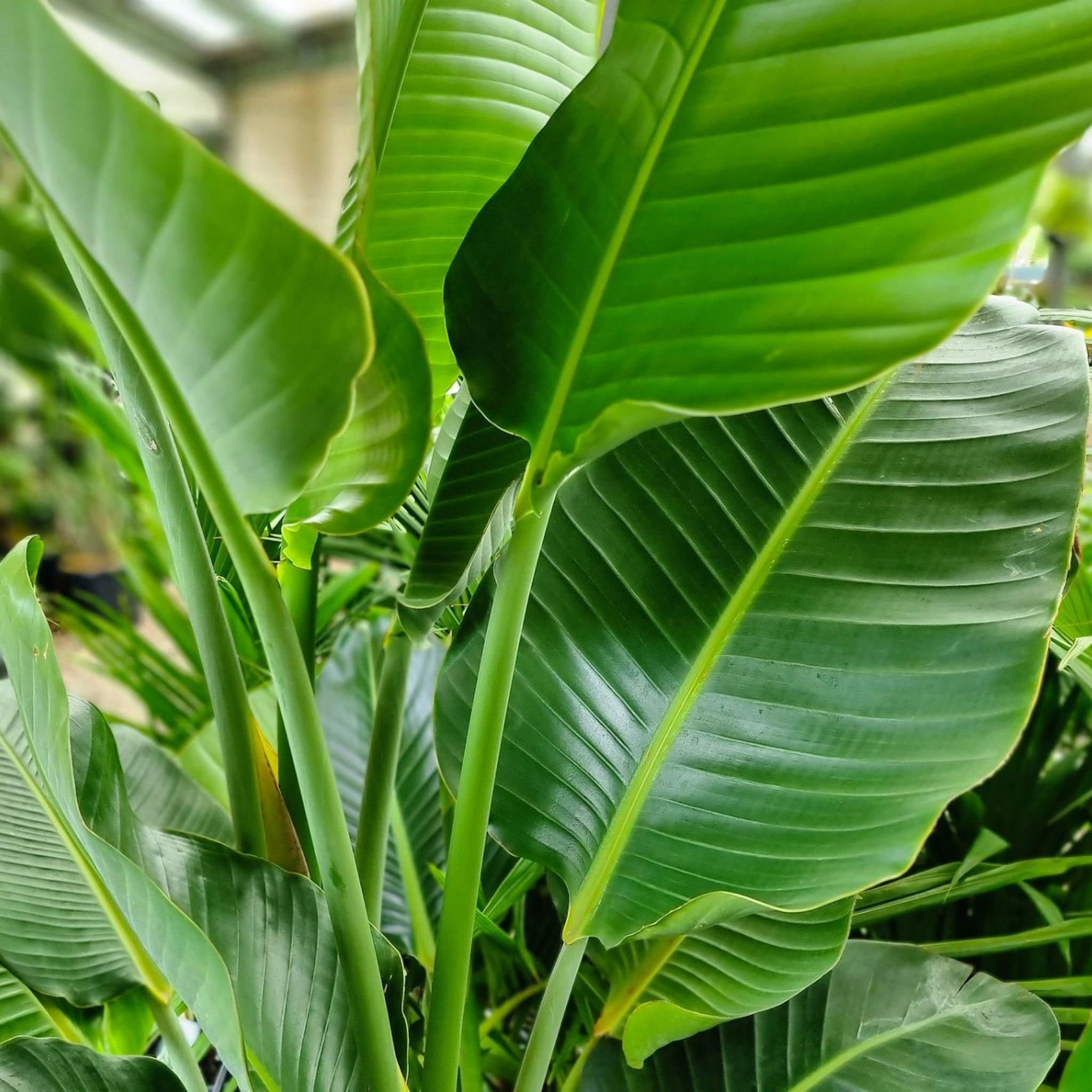 Giant White Bird of Paradise - Strelitzia nicolai