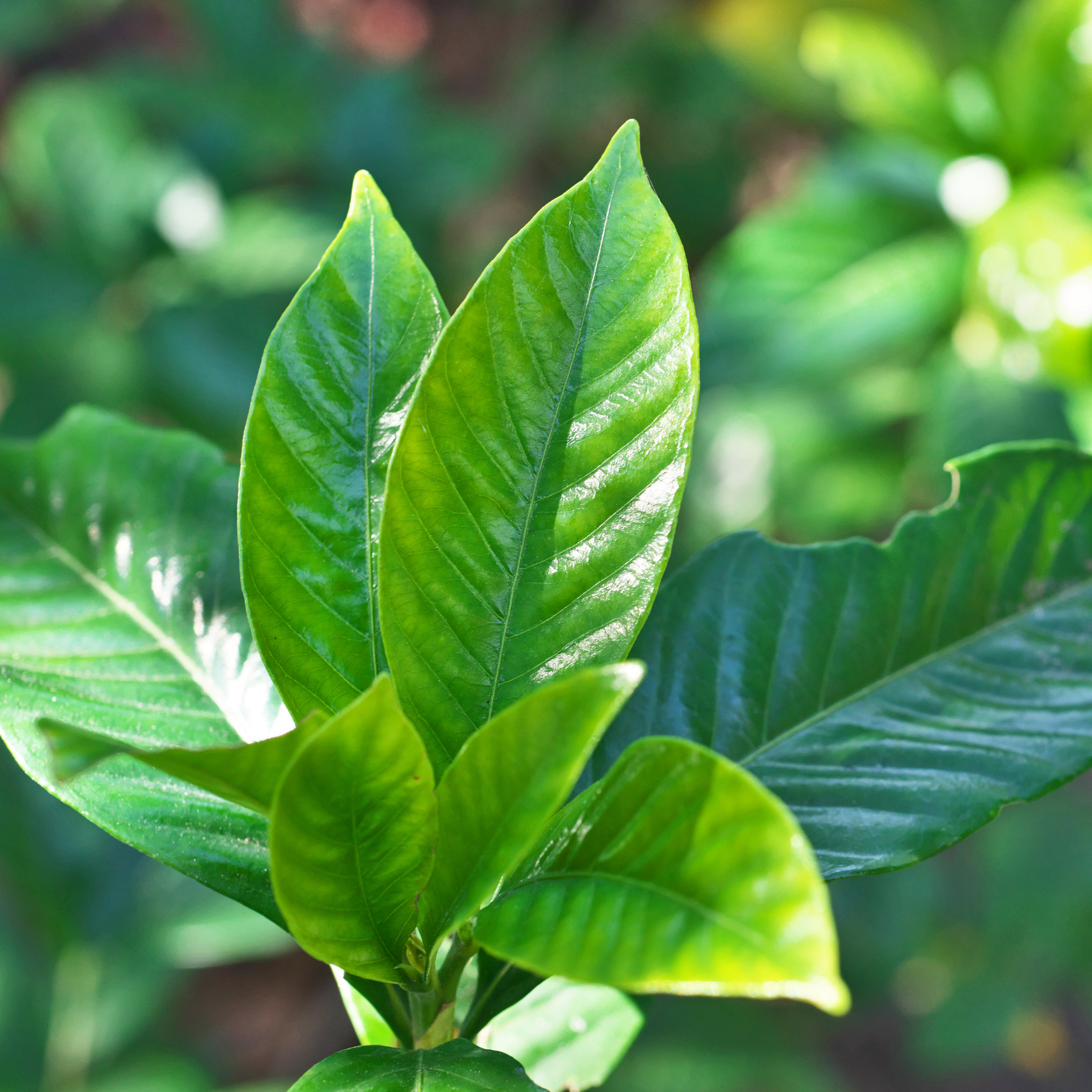 Gardenia augusta 'Magnifica'