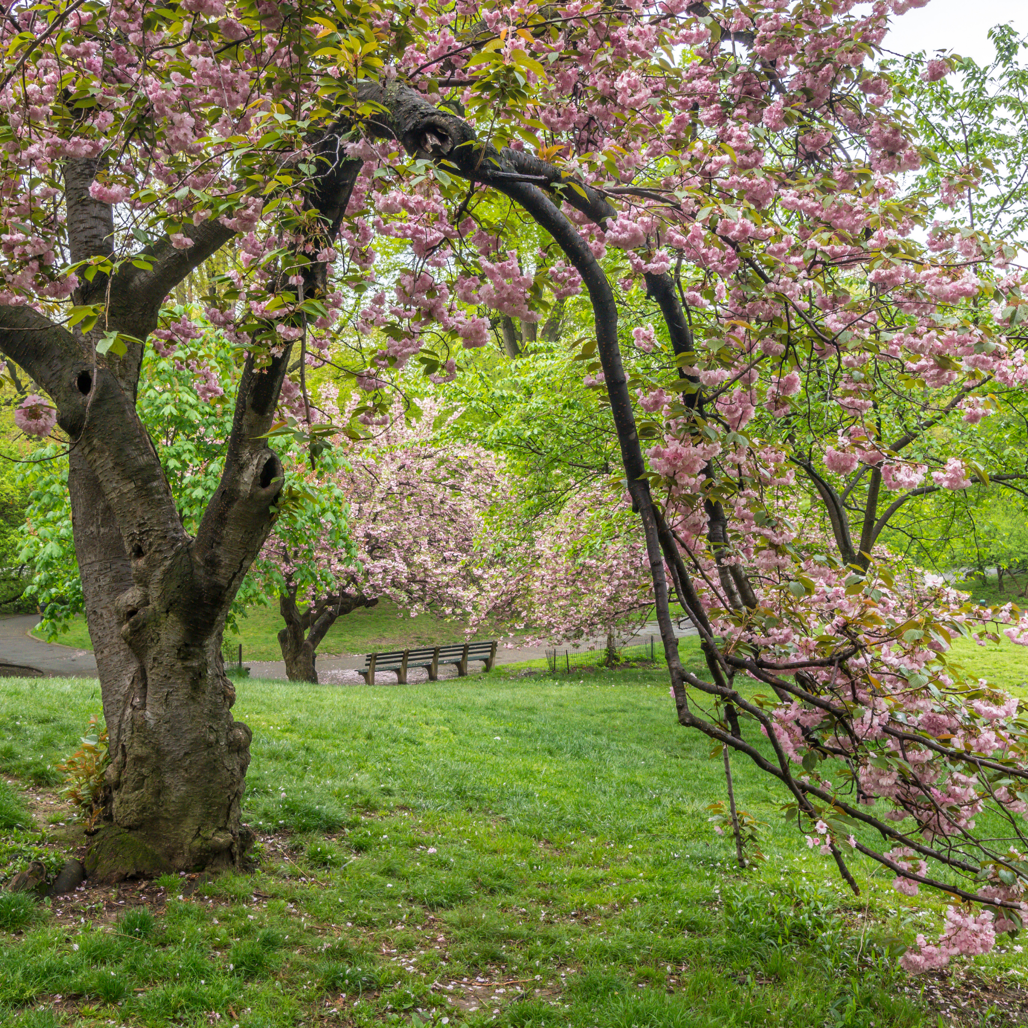 Cherry blossom tree in full bloom with a park bench in the background