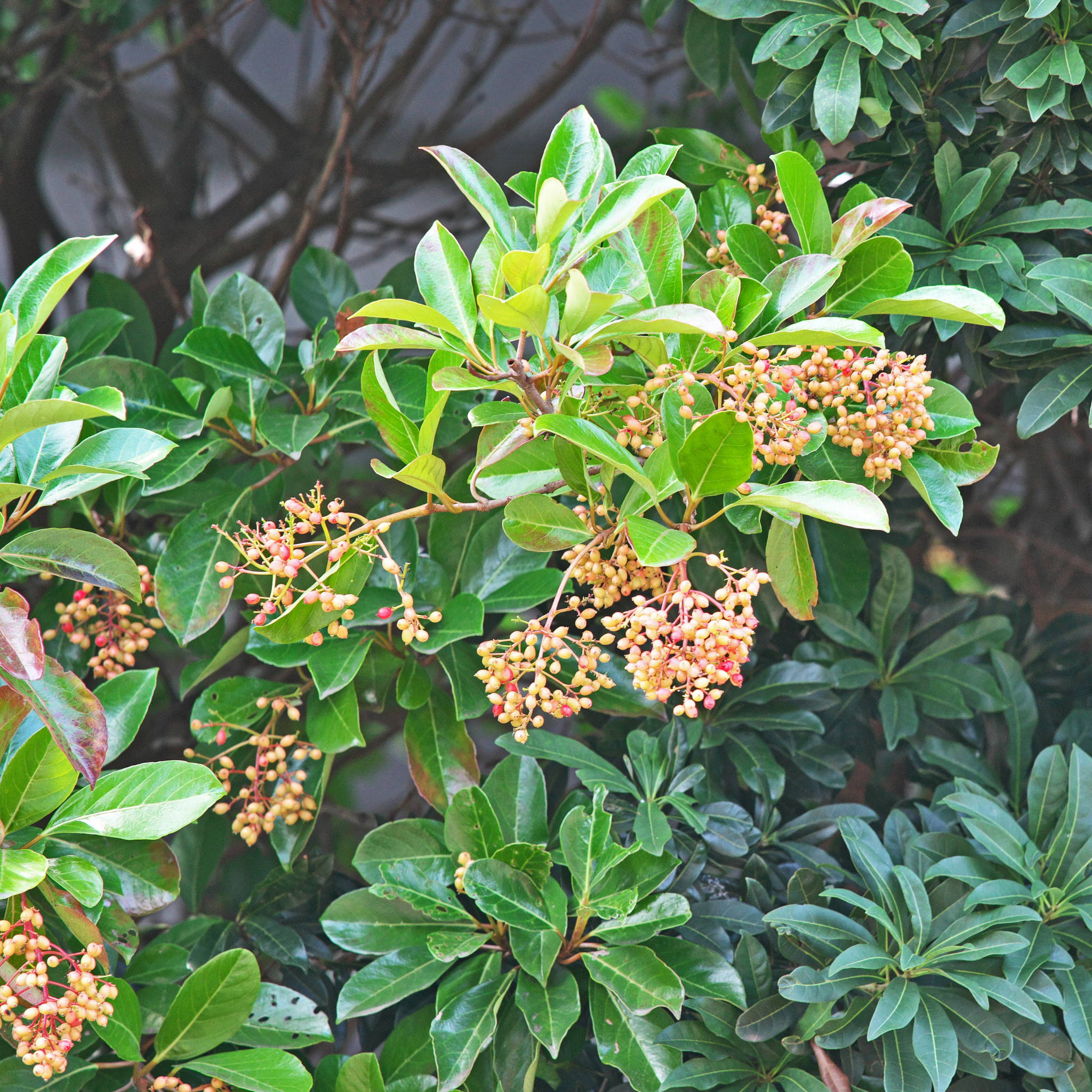 Sweet Viburnum - Viburnum Odoratissimum