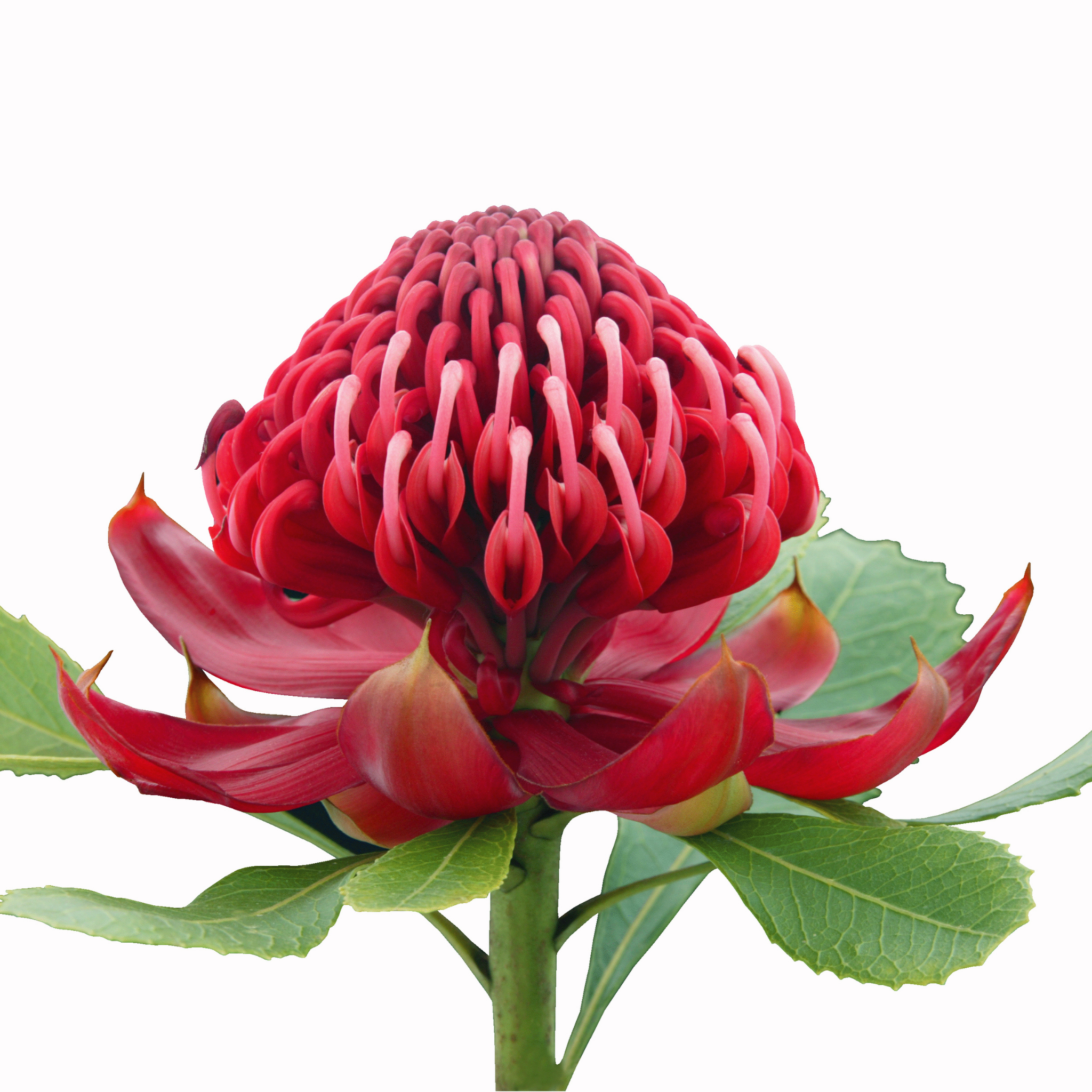 Waratah Gembrook - Telopea hybrida Gembrook