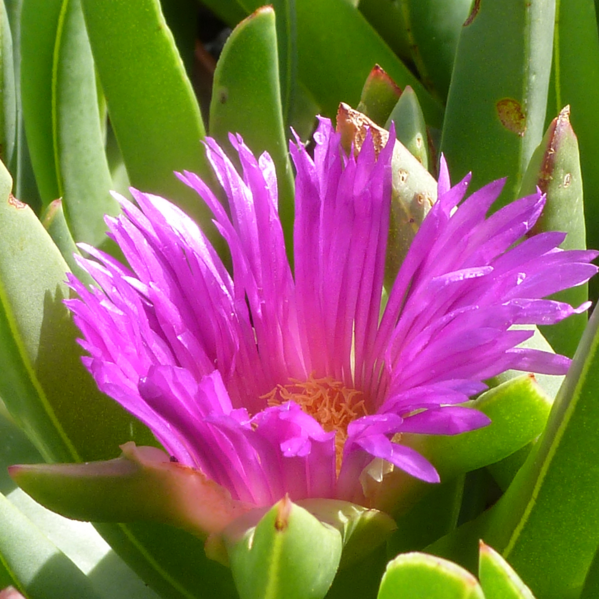 Native Pigface - Carpobrotus rossii