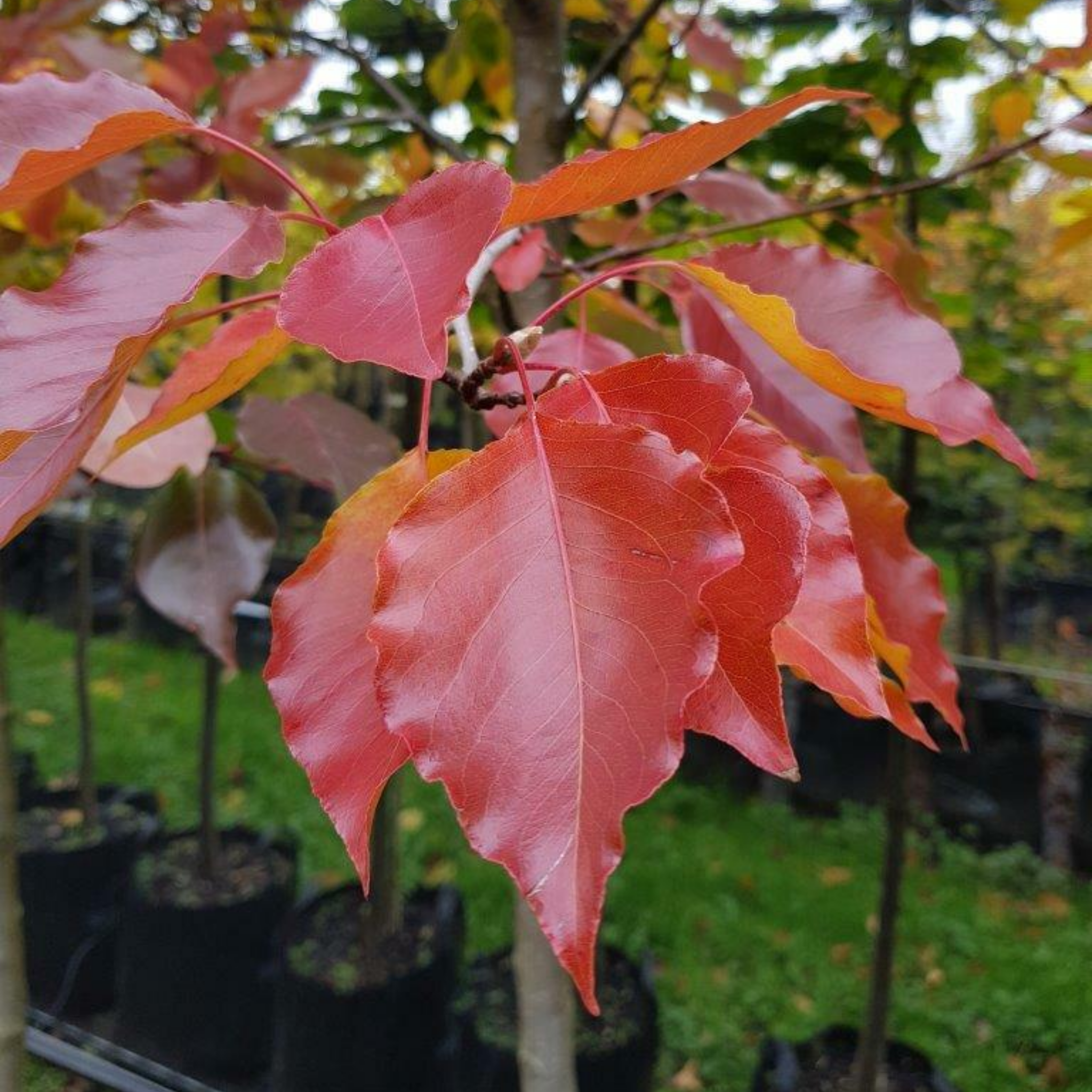Ornamental Callery Pear Bradford - Pyrus calleryana Bradford