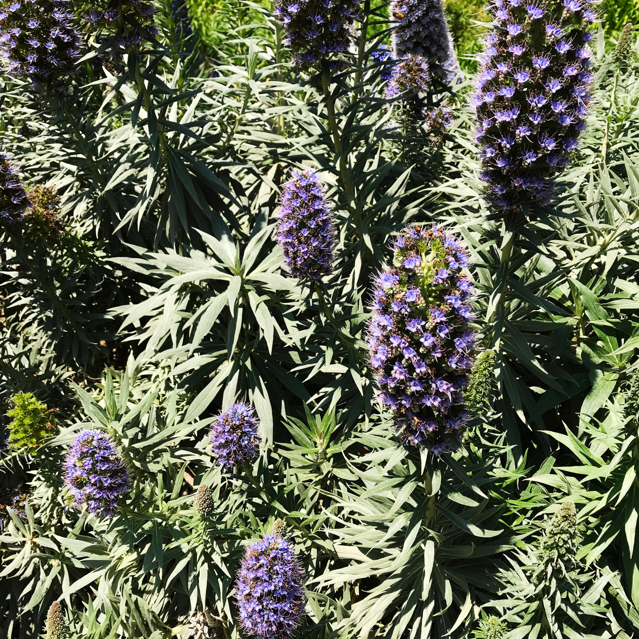 Pride of Madeira - Echium candicans