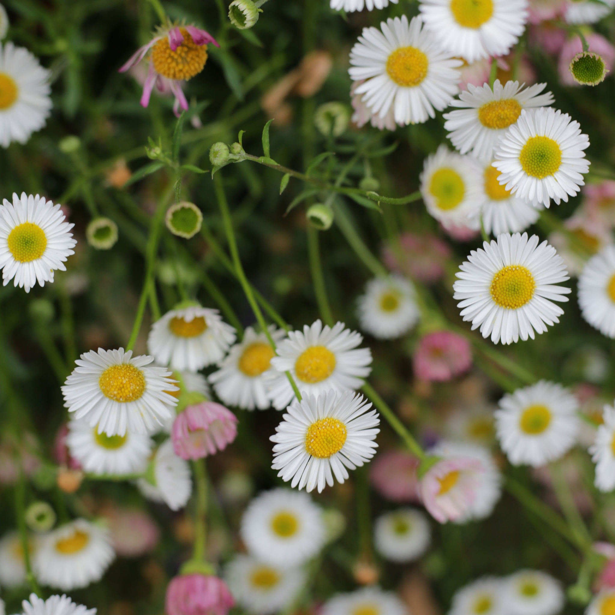 Seaside Daisy - Erigeron karvinskianus