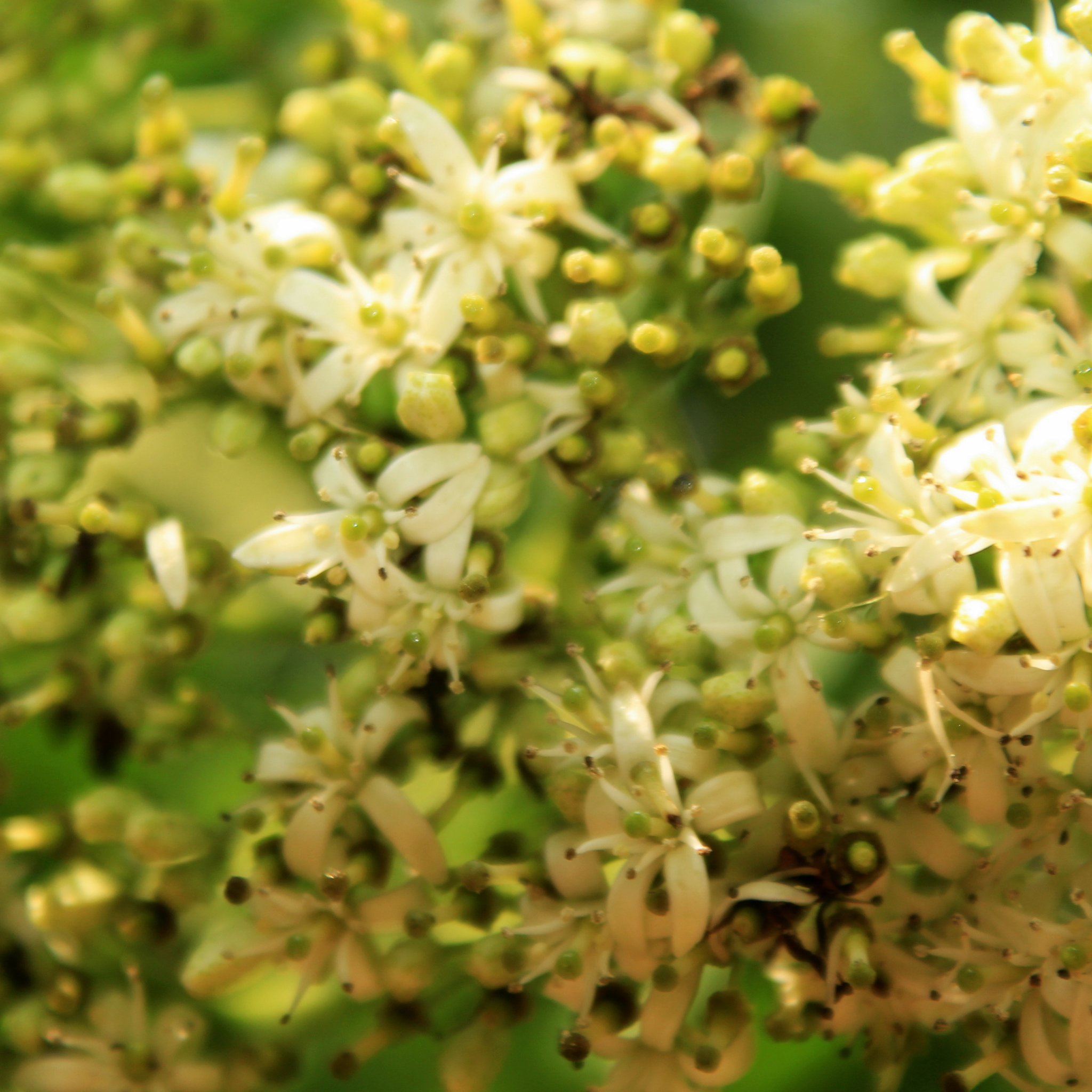 Curry Tree - Murraya koenigii
