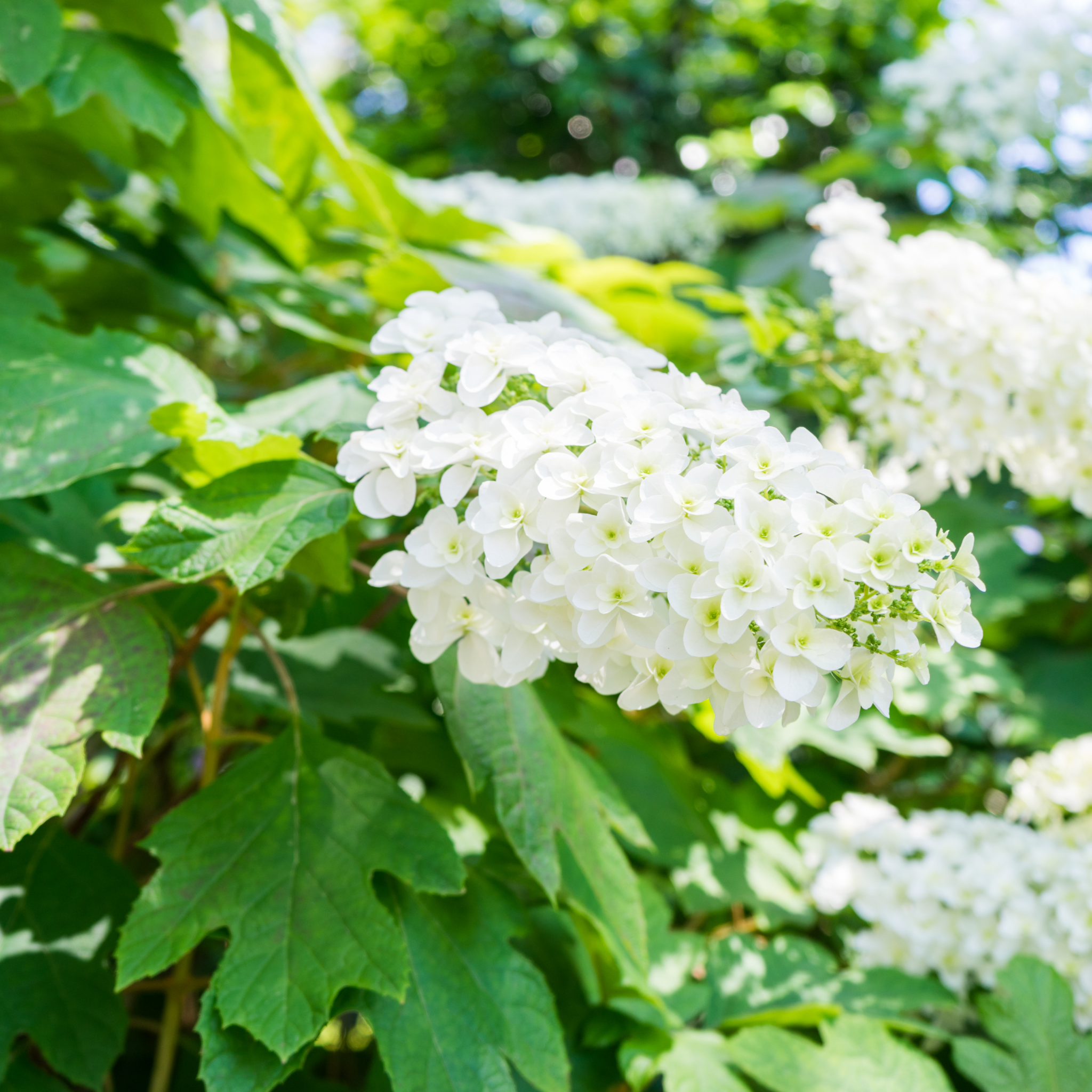 Oakleaf Hydrangea - Hydrangea quercifolia 'Snow Queen'