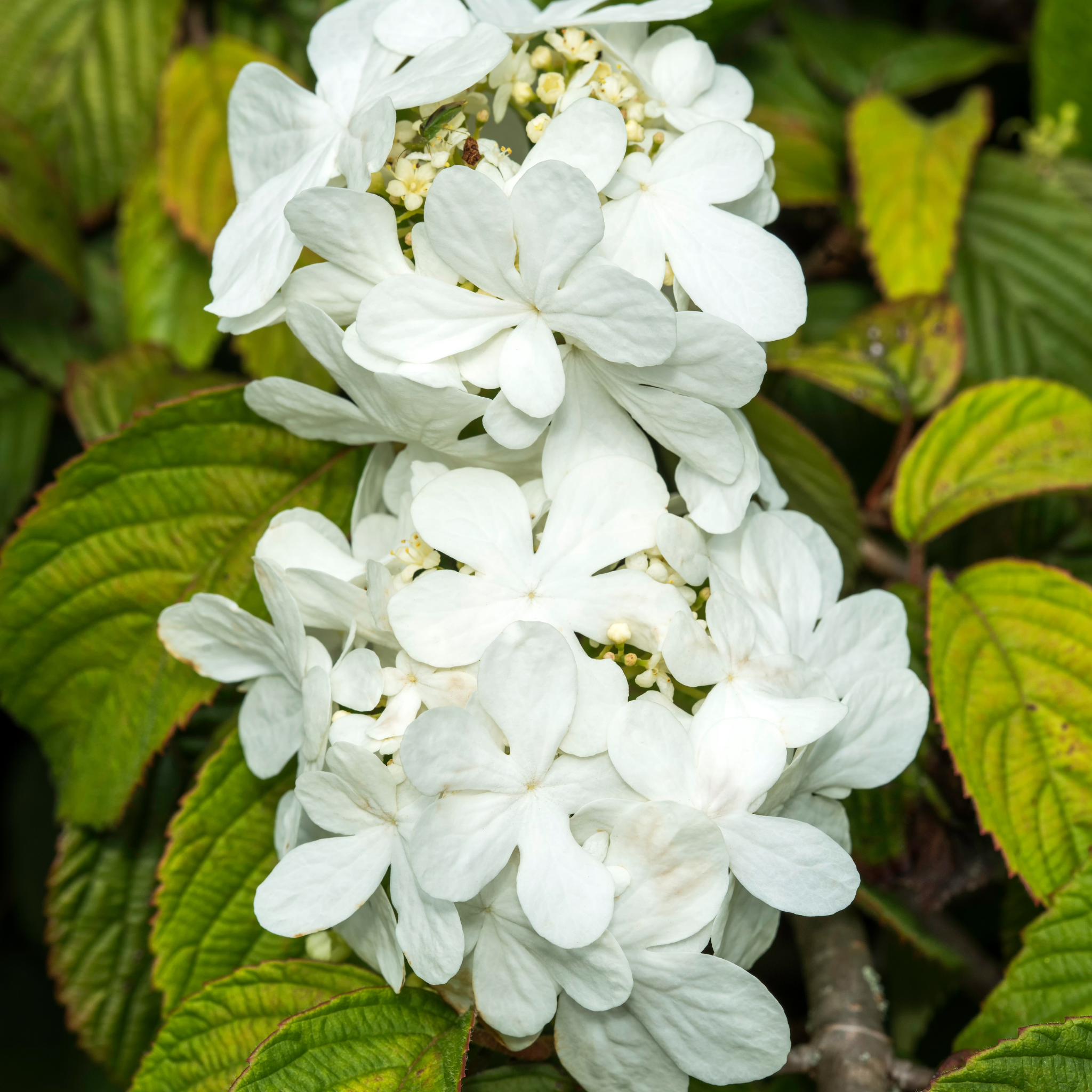 Viburnum plicatum Japanese snowball - Viburnum plicatum tomentosum Mariesii