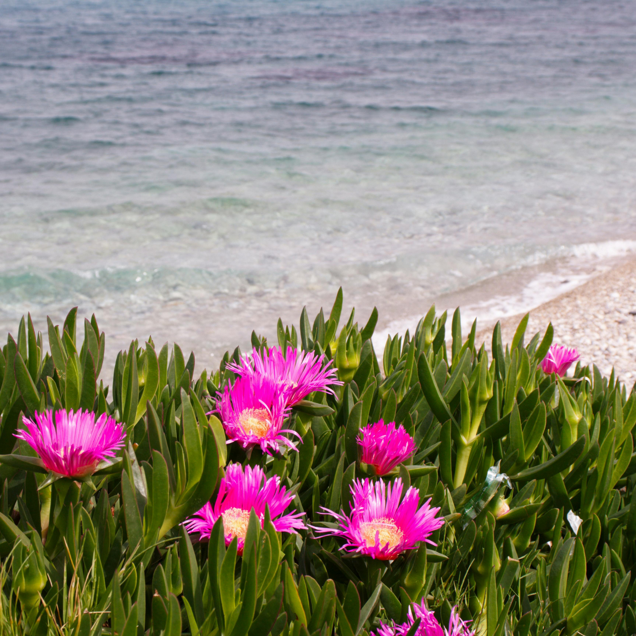 Pigface/Sea Fig - Carpobrotus glaucescens