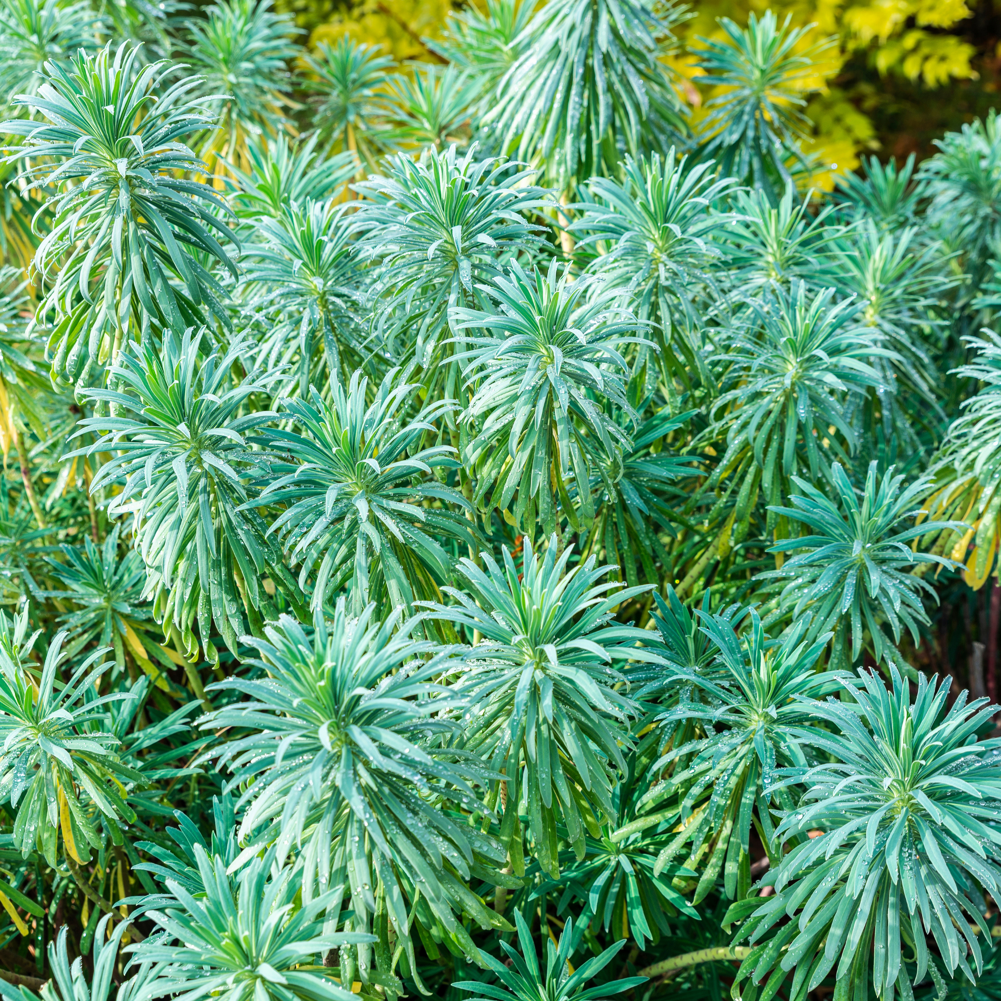 Mediterranean Spurge - Euphorbia characias wulfenii