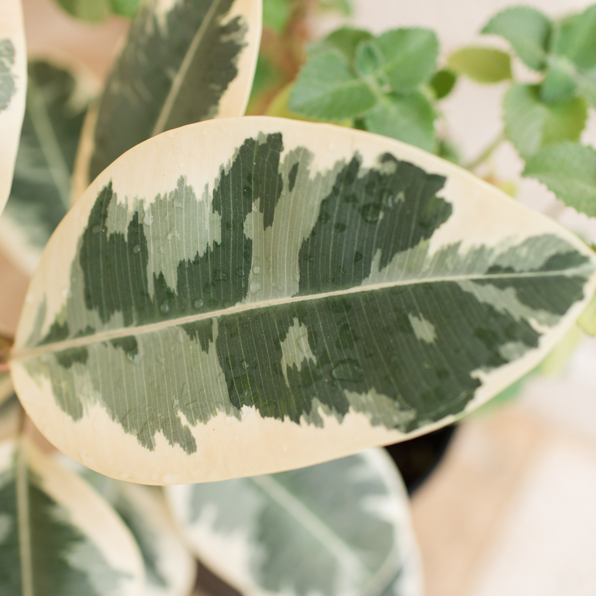 Tineke Rubber Tree Plant - Ficus elastica Tineke