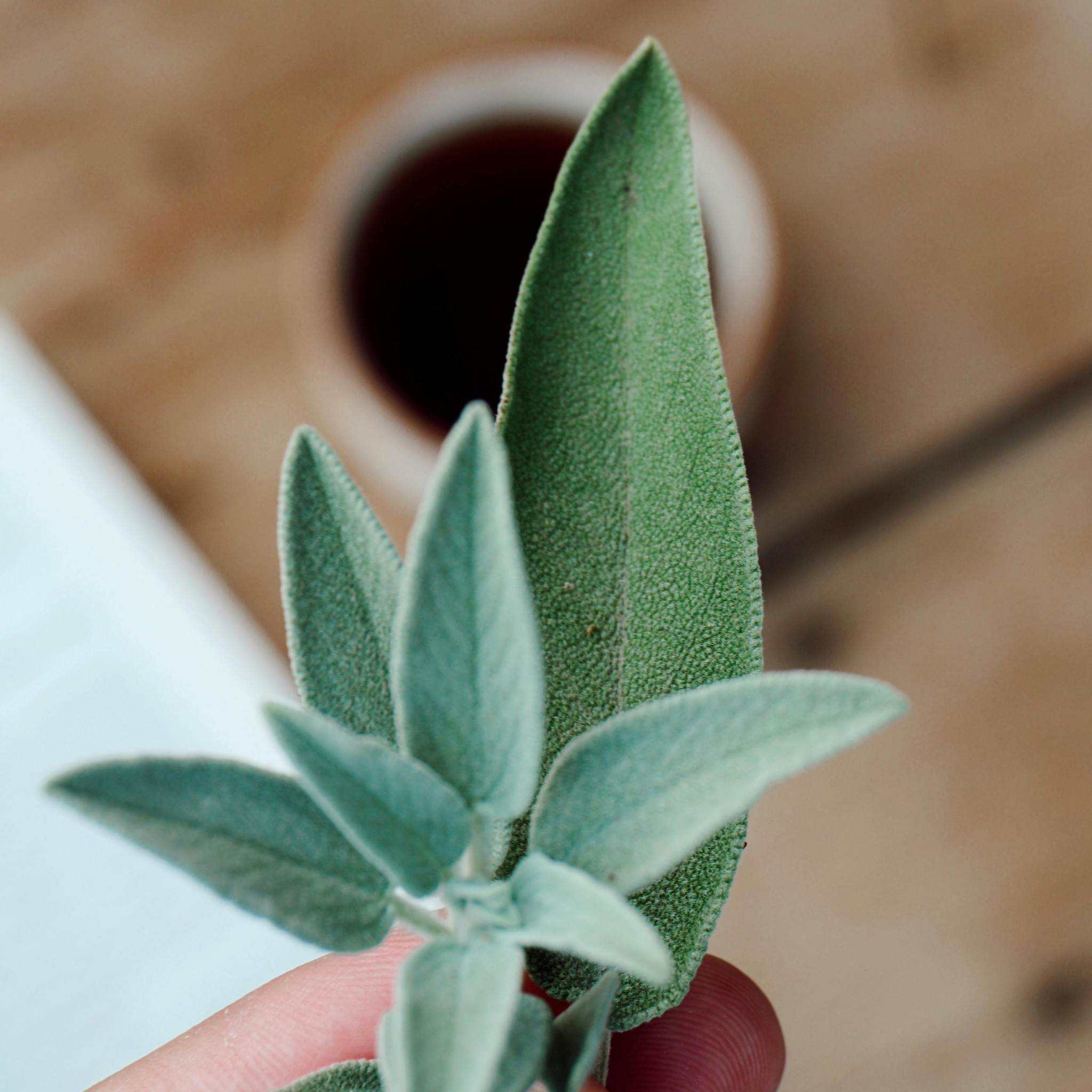 Sage Leaved Rockrose - Cistus salviifolius