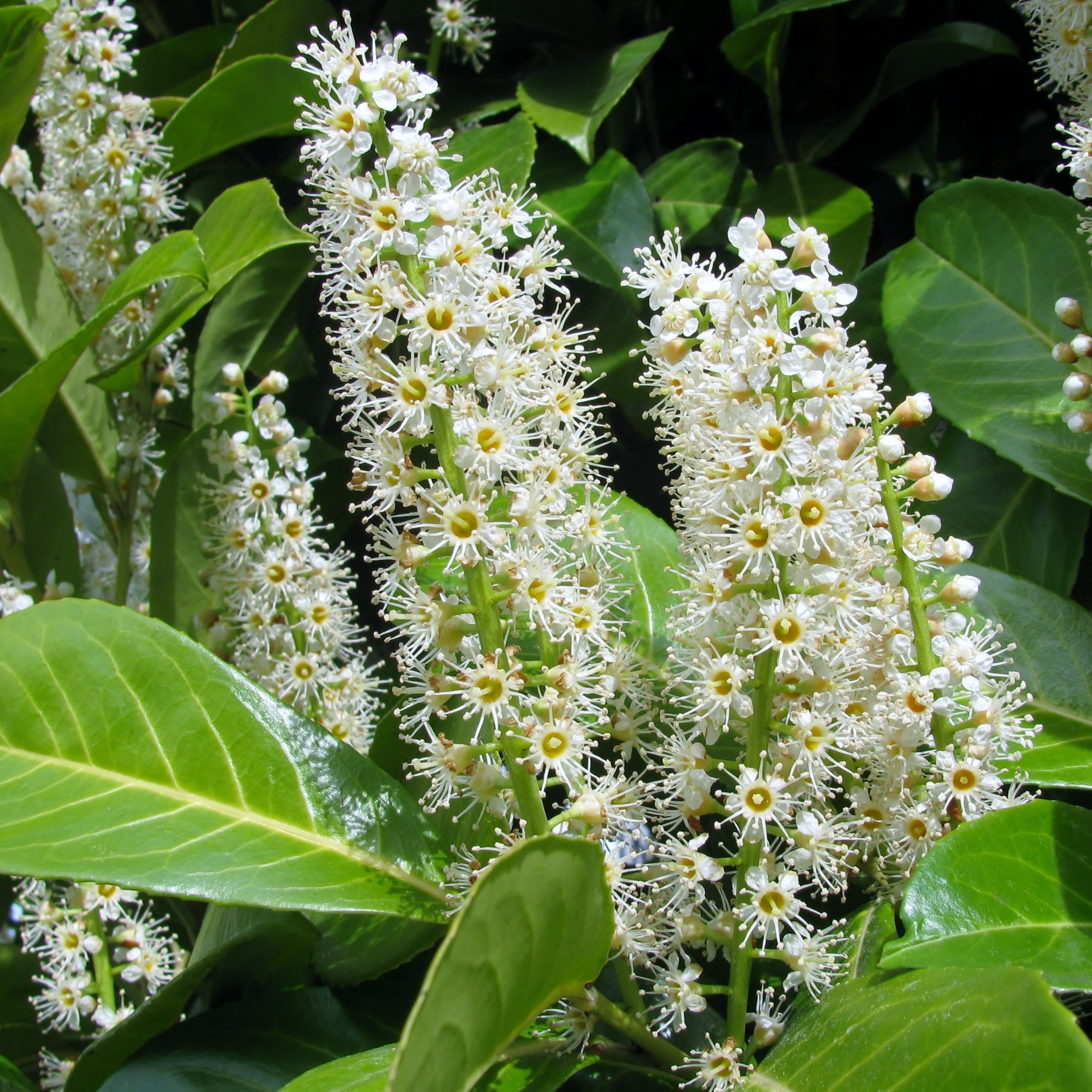 White flowers with green leaves on a plant