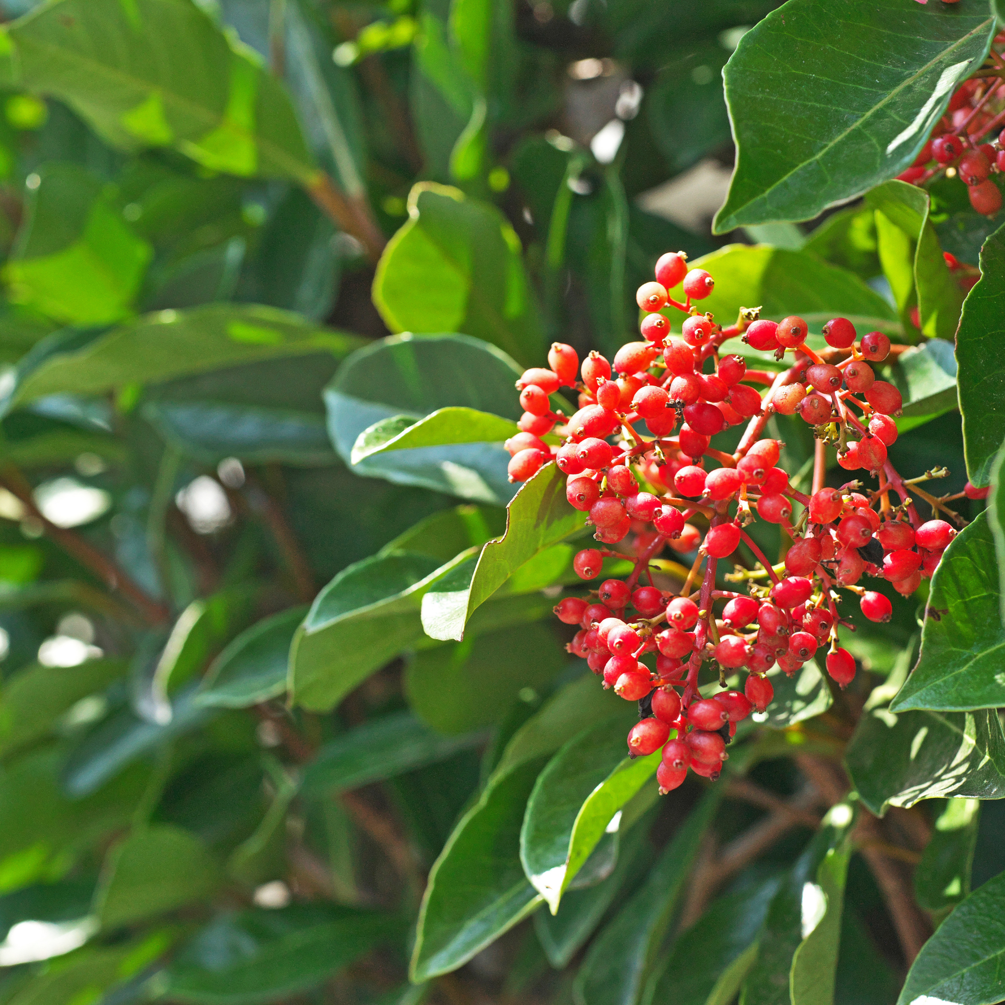 Sweet Viburnum - Viburnum Odoratissimum