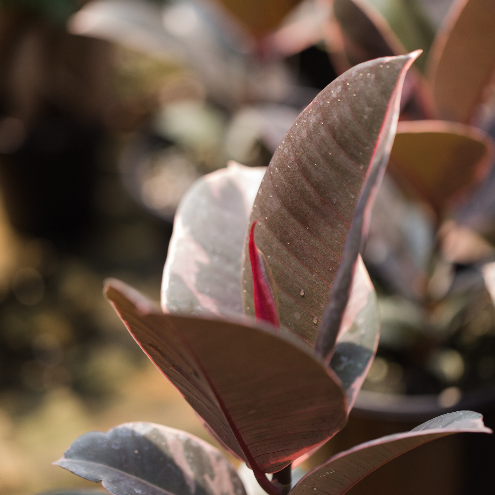 Red Rubber Tree Plant - Ficus elastica Ruby