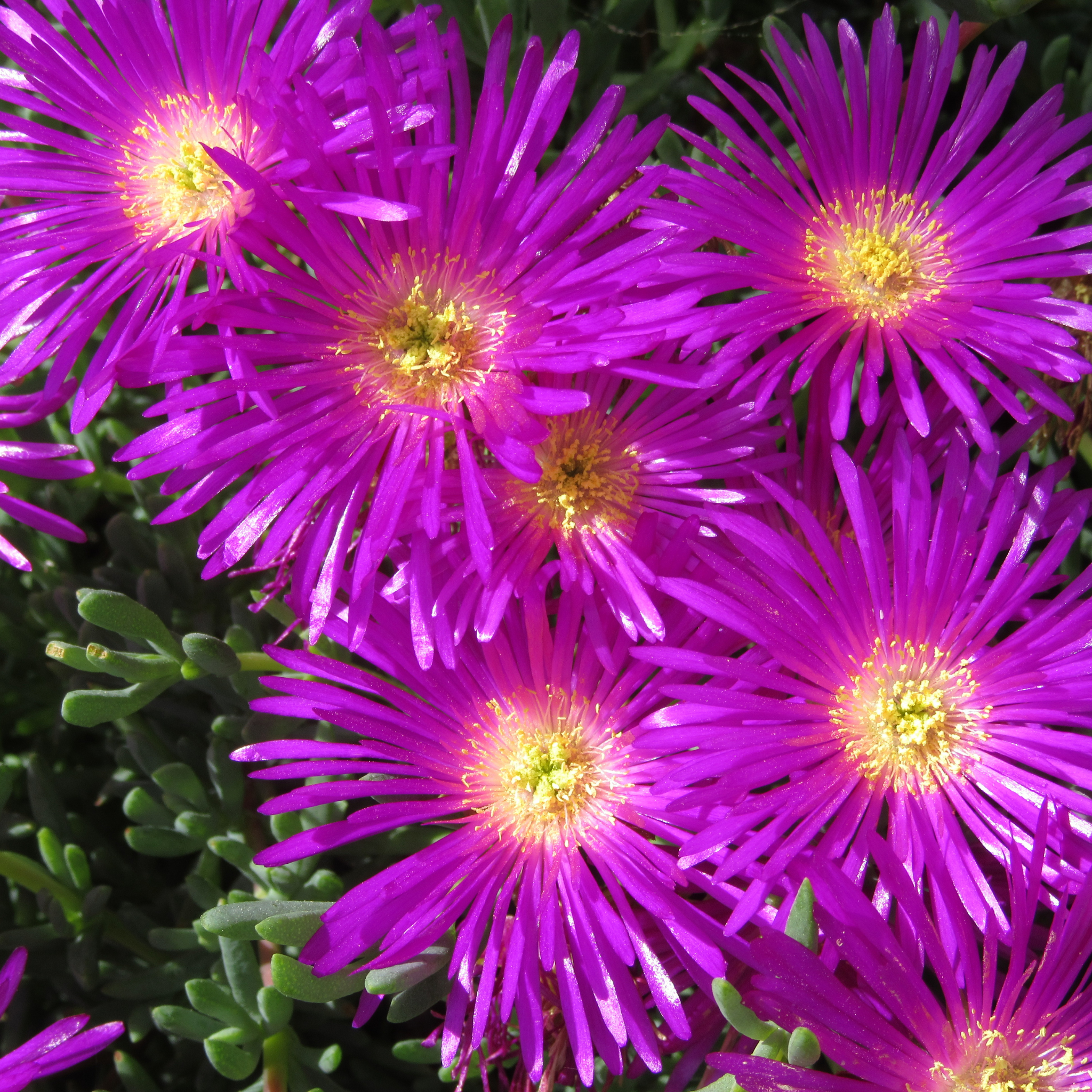 Native Pigface - Carpobrotus rossii