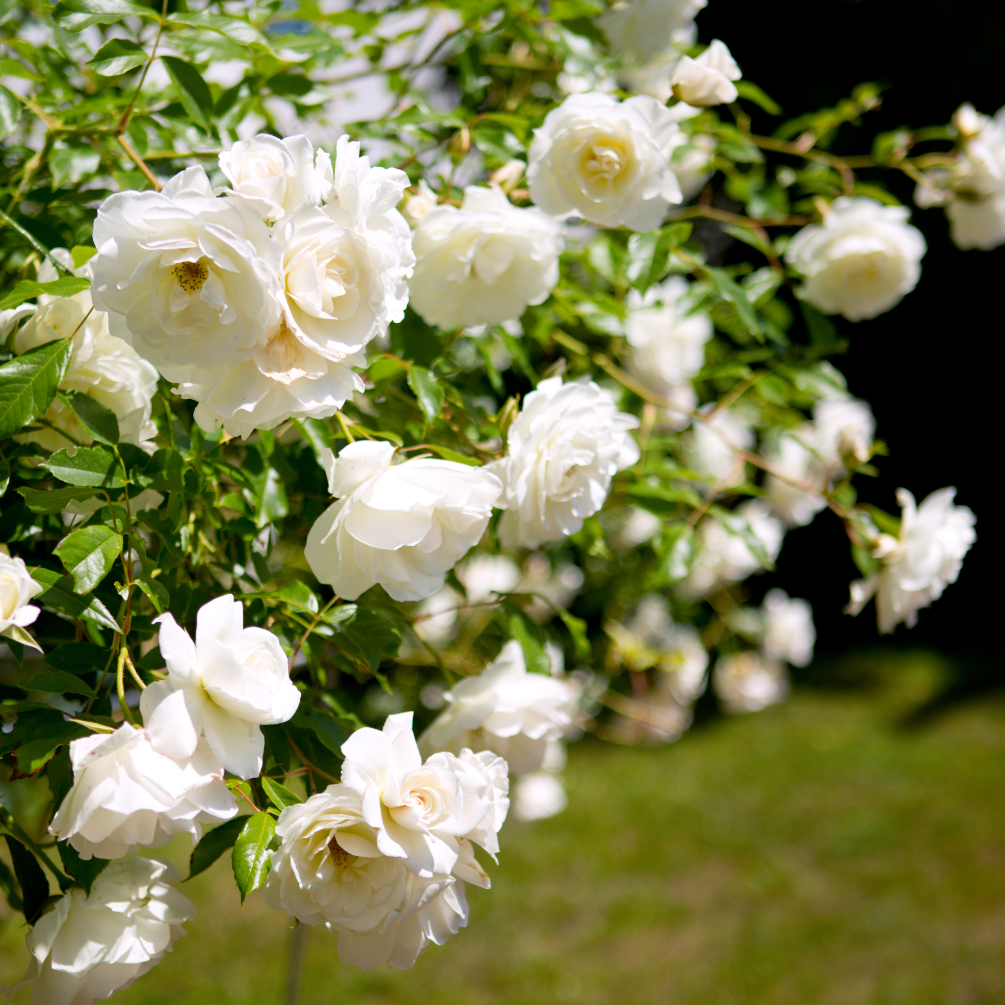 Iceberg Floribunda Rose - Rosa Iceberg