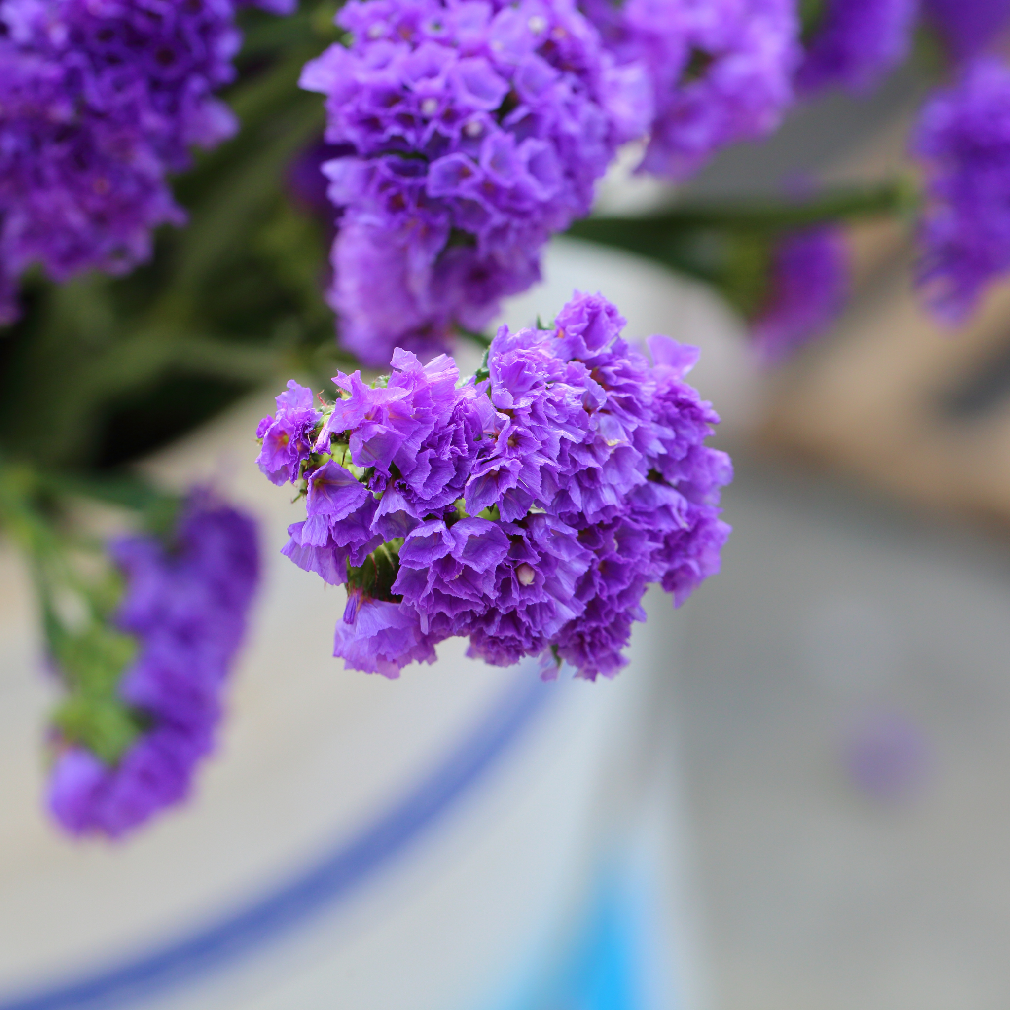 Sea Lavender - Limonium perezii