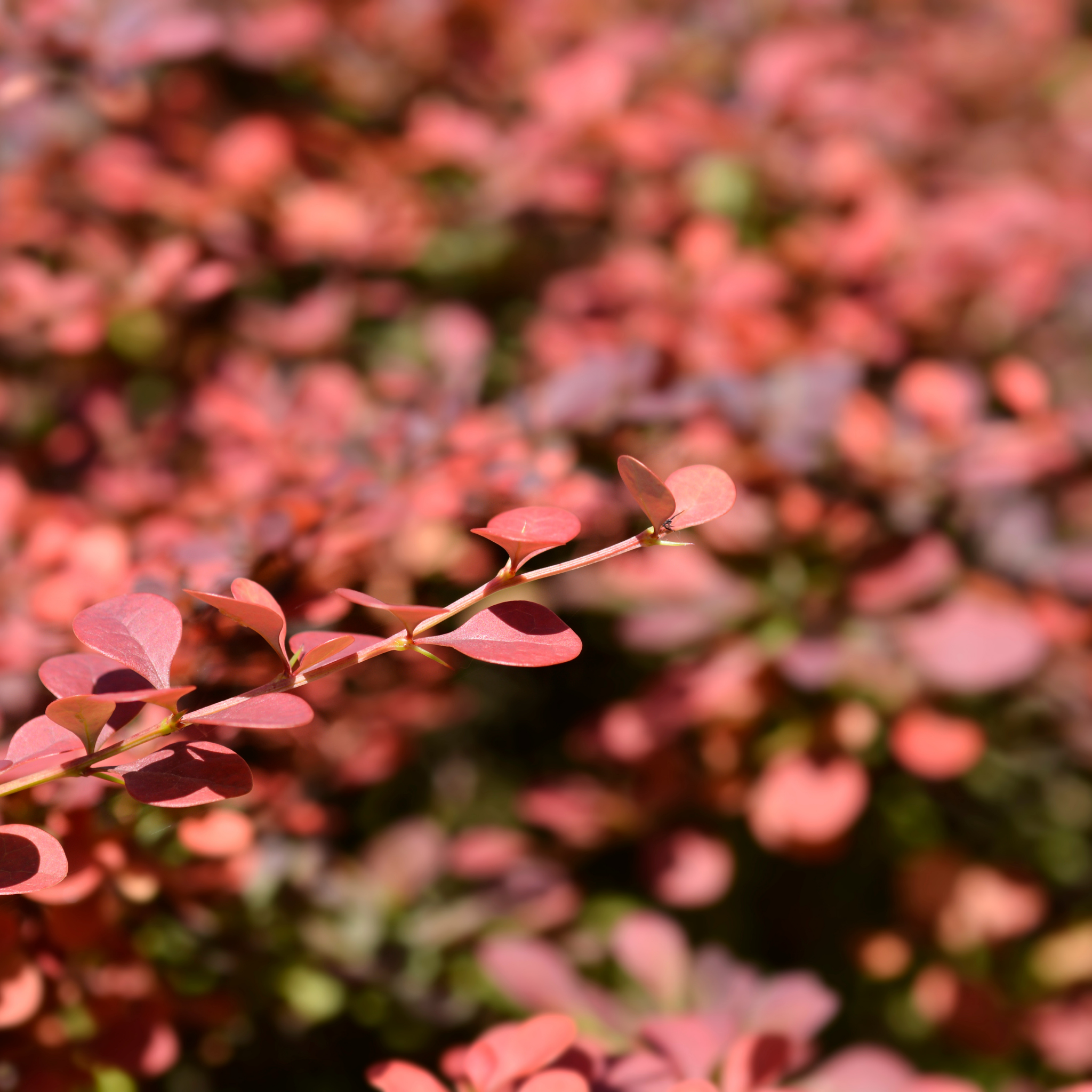 Purple Japanese Barberry Rose Glow - Berberis thunbergii atropurpurea 'Rose Glow'