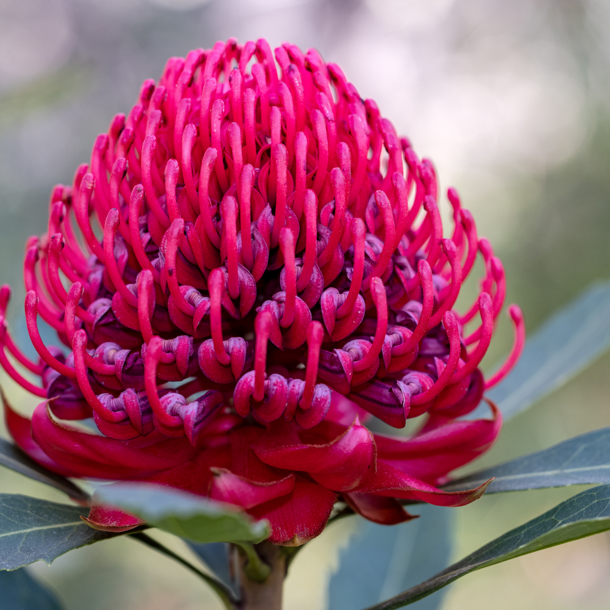 Waratah Shady Lady Red - Telopea speciosissima oreade Shady Lady Red