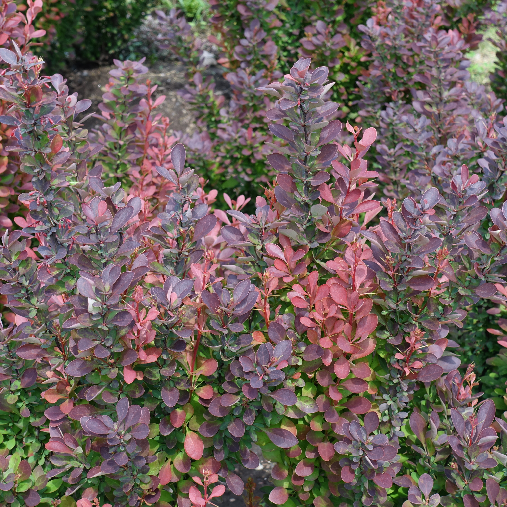 Purple Japanese Barberry - Berberis thunbergii atropurpurea