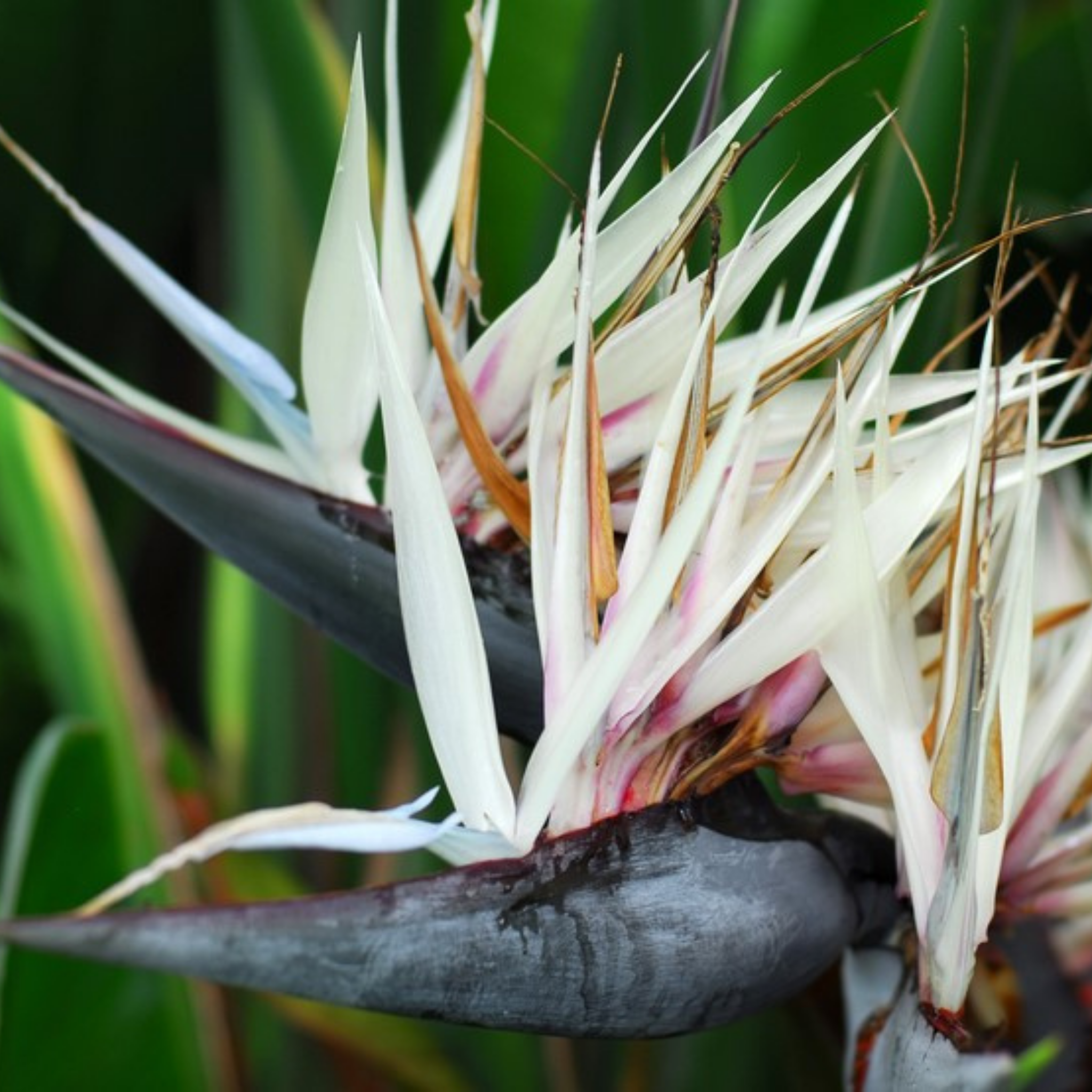Giant White Bird of Paradise - Strelitzia nicolai