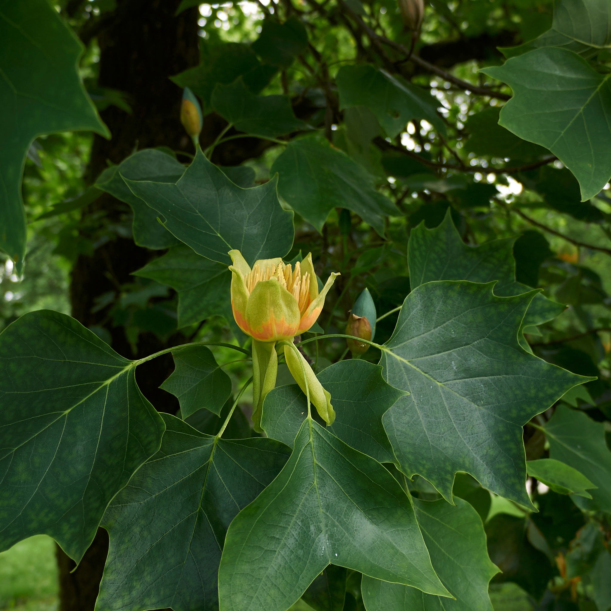 Tulip Tree - Liriodendron tulipifera