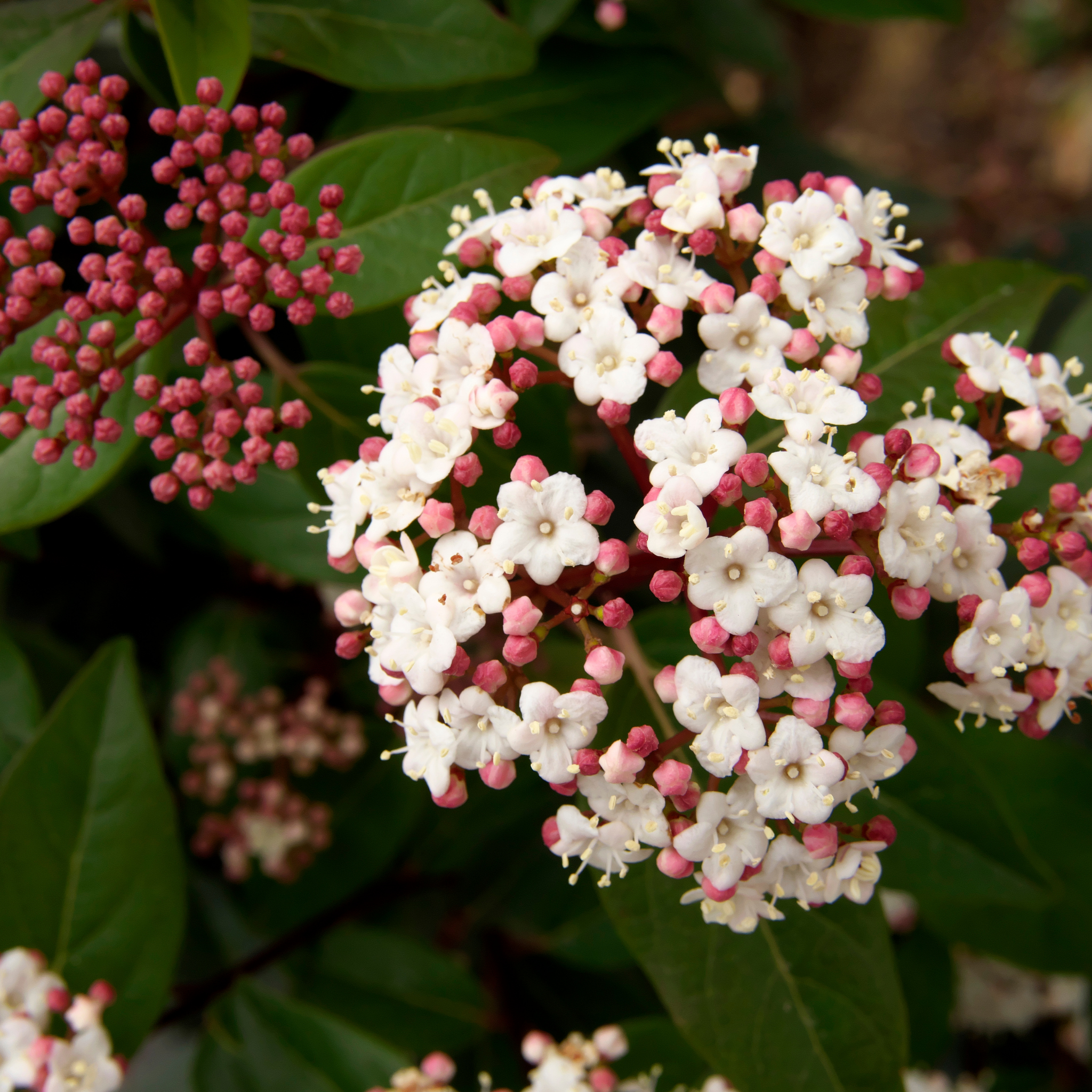 Viburnum tinus - Laurustinus