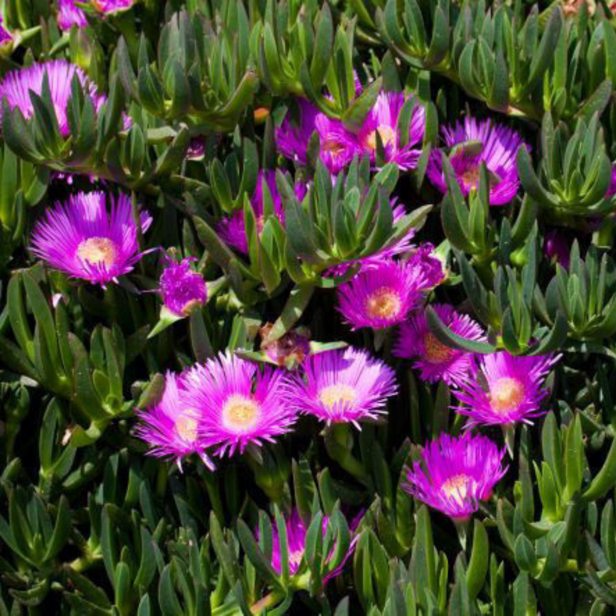Pigface/Sea Fig - Carpobrotus glaucescens