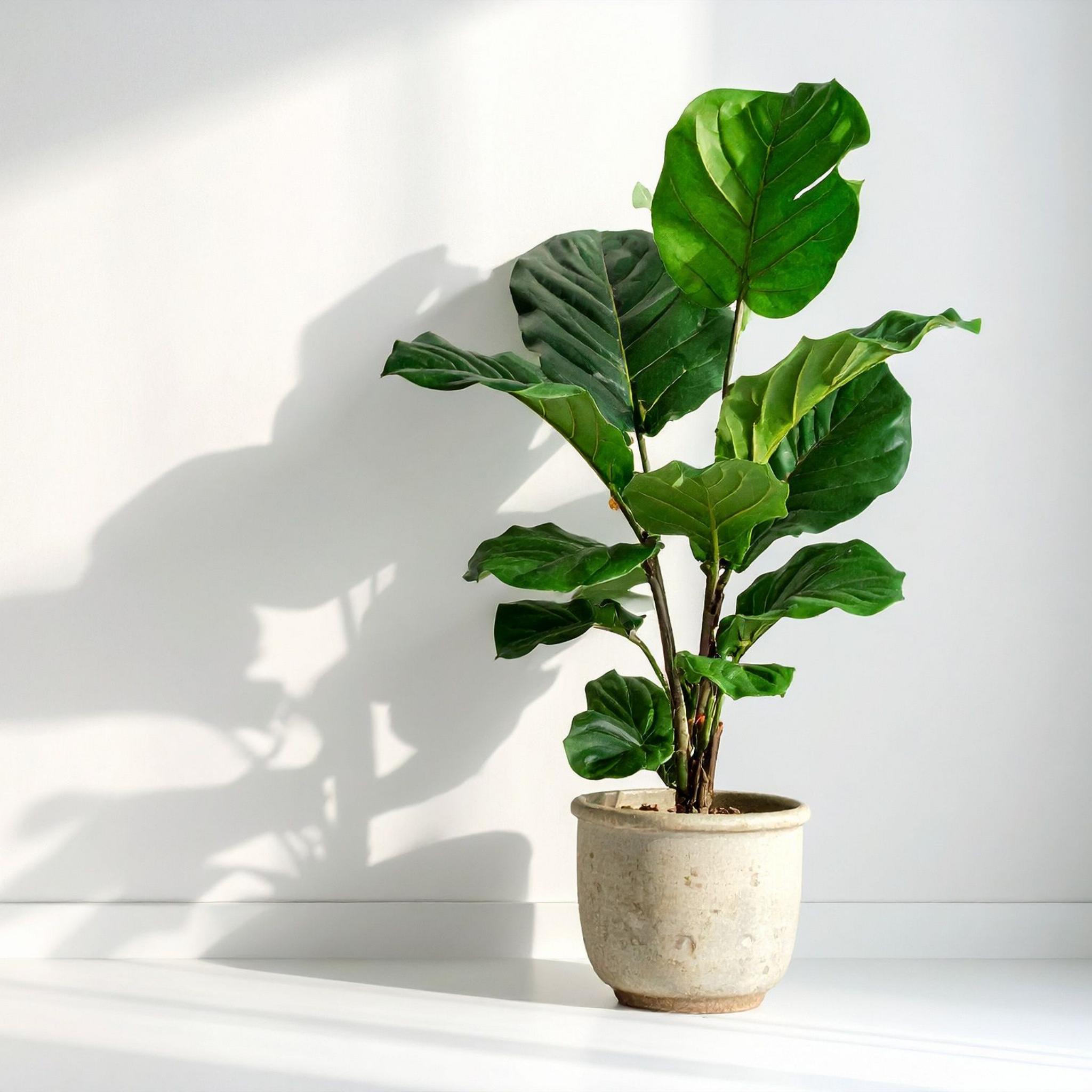 Fiddle Leaf Fig - Ficus lyrata