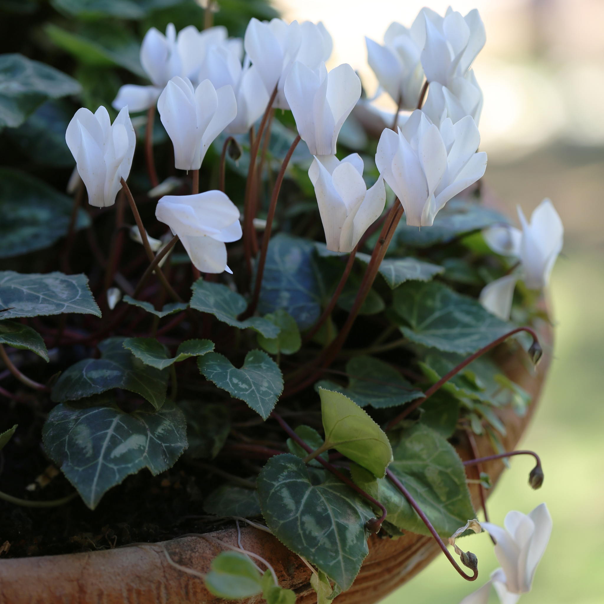 Cyclamen Assorted
