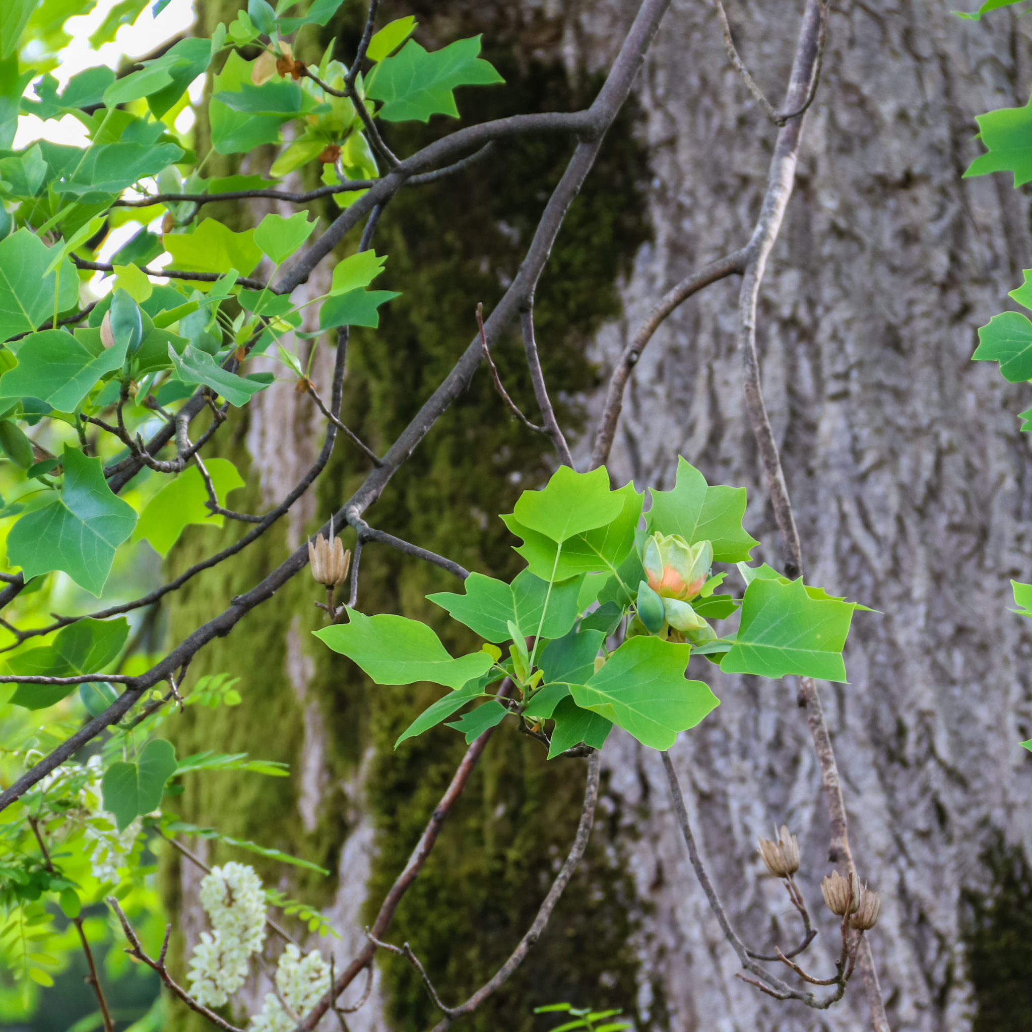 Tulip Tree - Liriodendron tulipifera