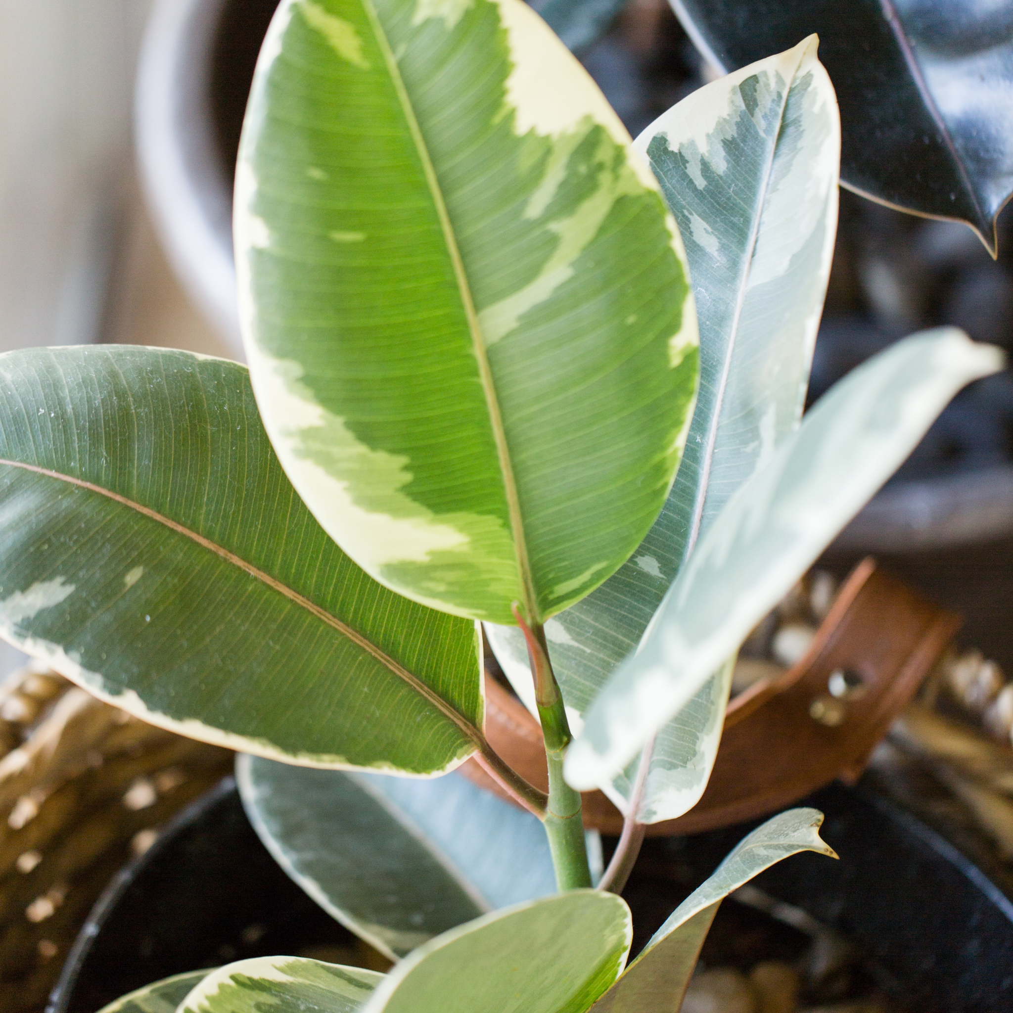 Tineke Rubber Tree Plant - Ficus elastica Tineke