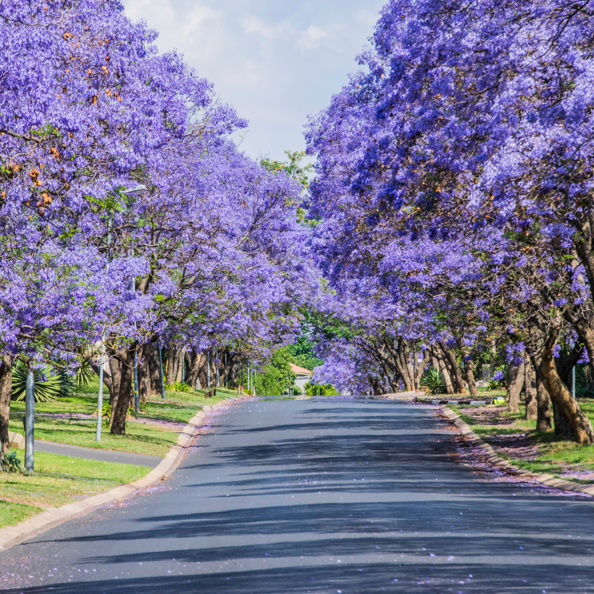 Blue Jacaranda - Jacaranda mimosifolia