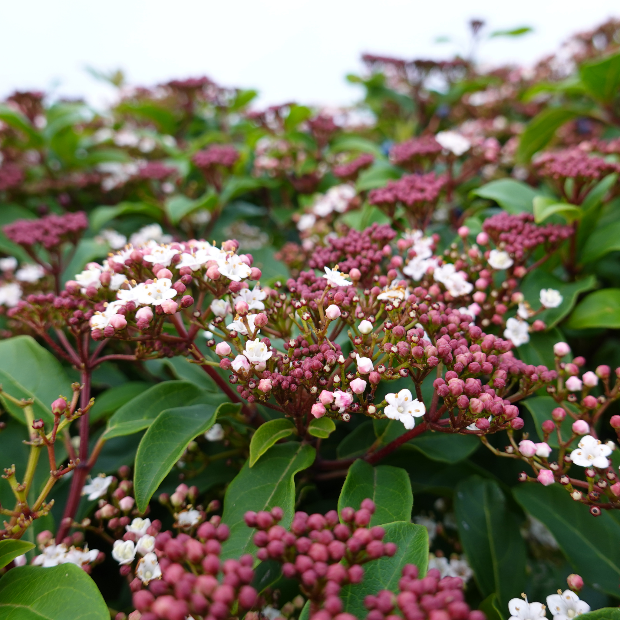 Viburnum tinus - Laurustinus