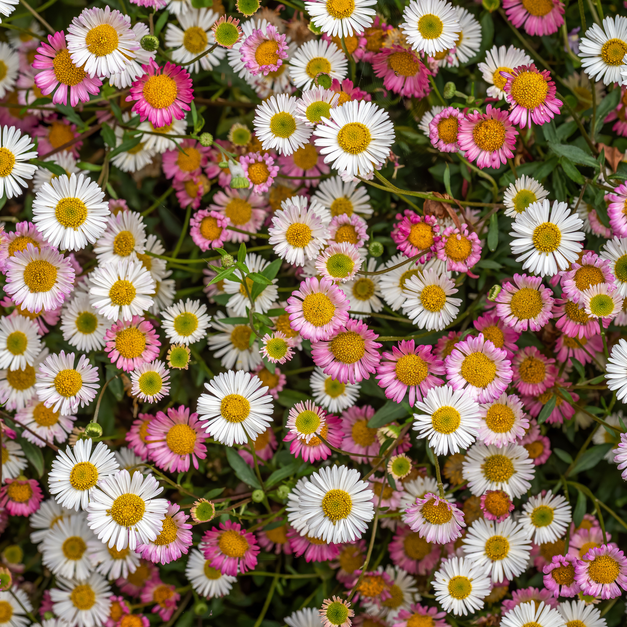 Seaside Daisy - Erigeron karvinskianus