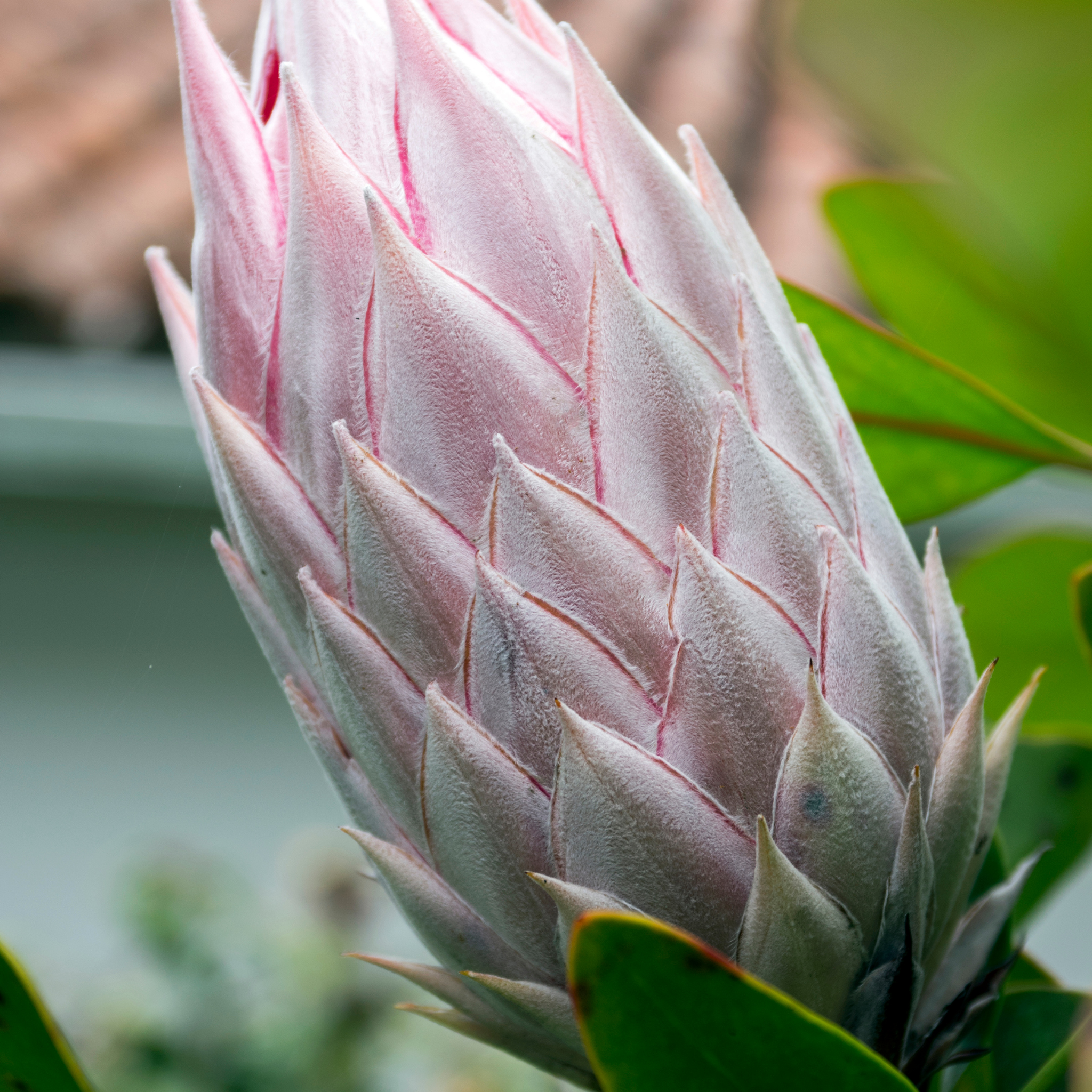 King Pink King Protea - Protea cynaroides King Pink