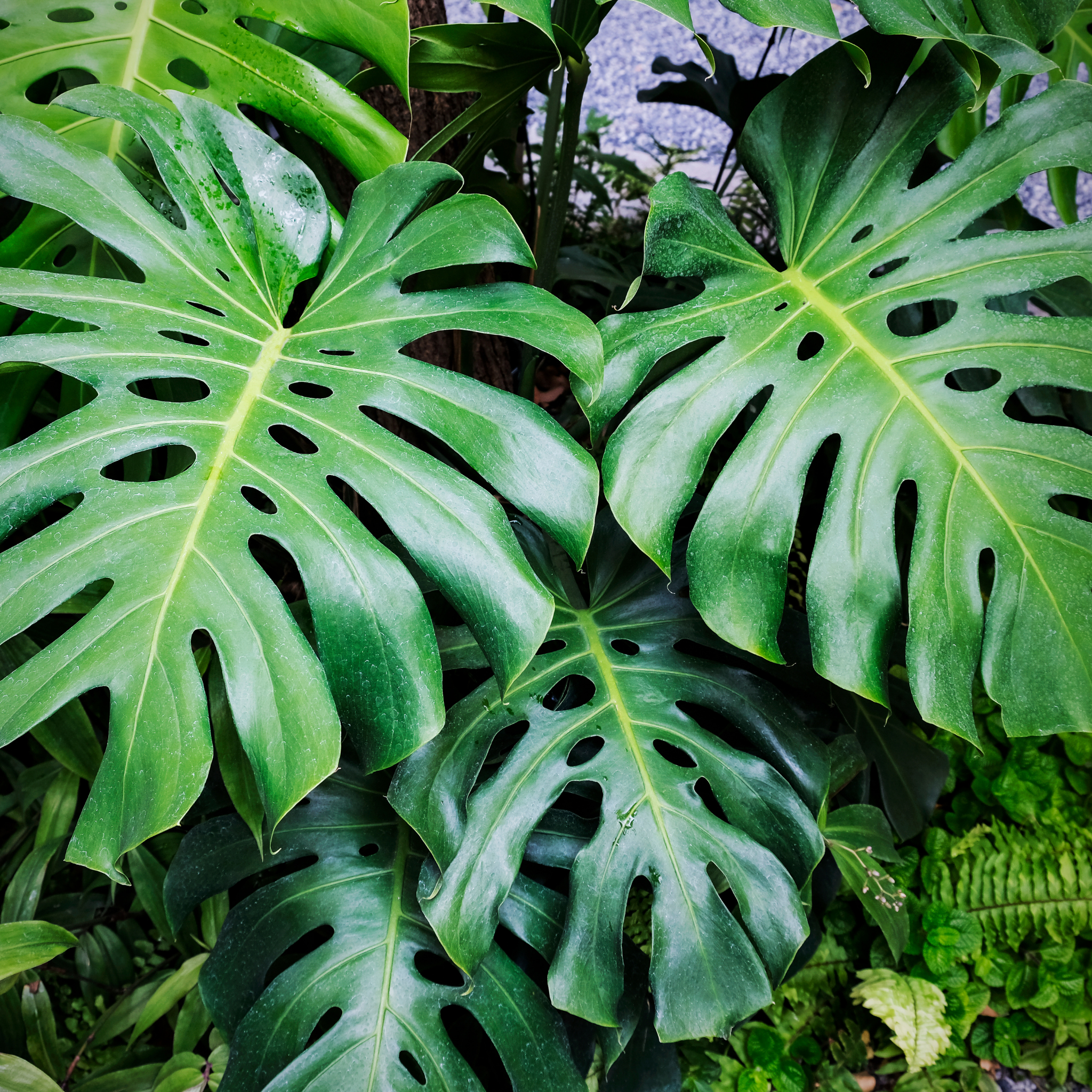 Swiss Cheese Plant - Monstera deliciosa