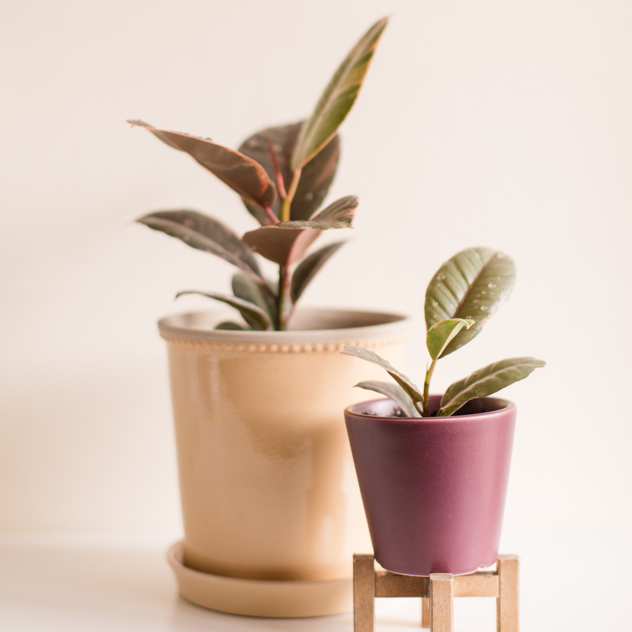 Red Rubber Tree Plant - Ficus elastica Ruby
